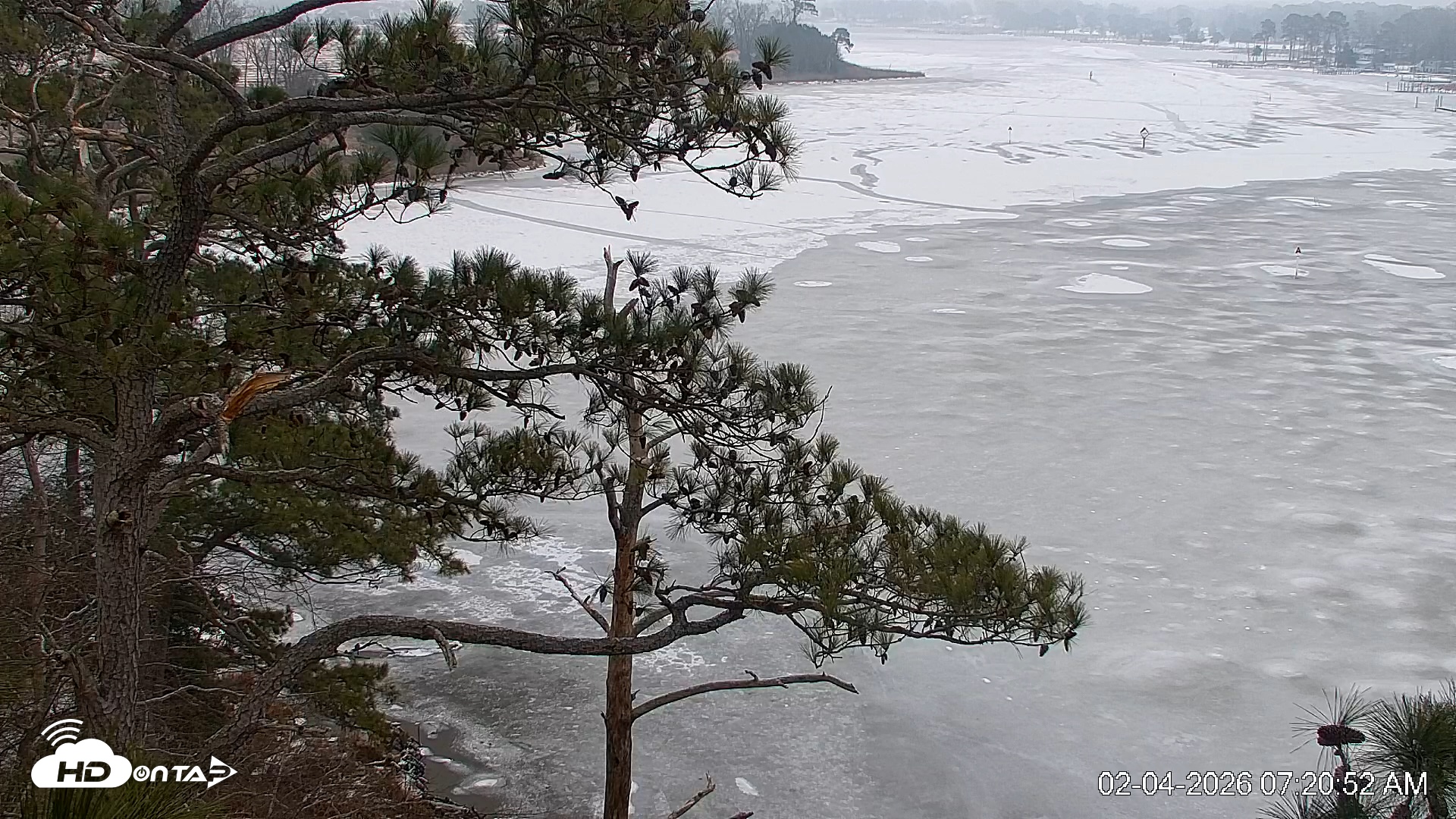 Snapshot of Delaware Botanic Gardens Eagles Live Cams taken Feb 4, 2026, 7:21am EST