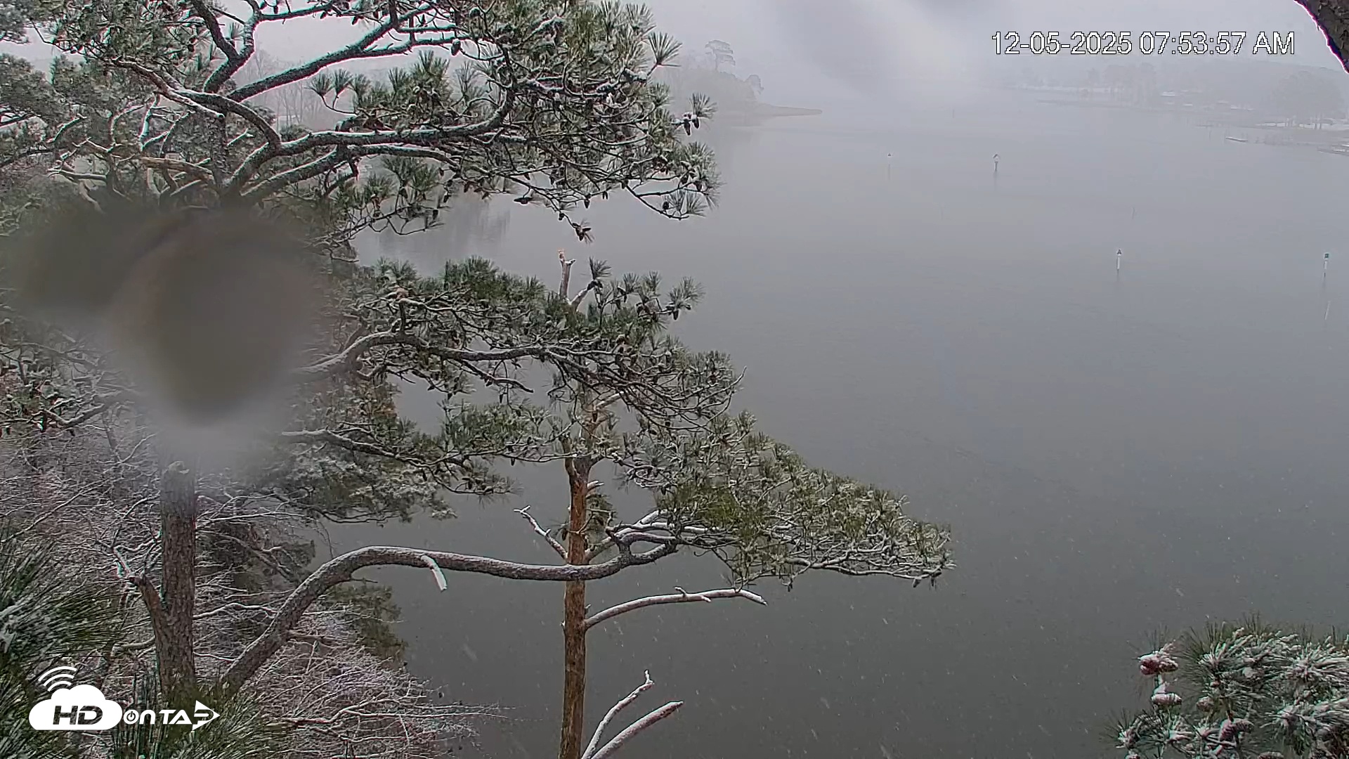 Snapshot of Delaware Botanic Gardens Eagles Live Cams taken Dec 5, 2025, 7:54am EST