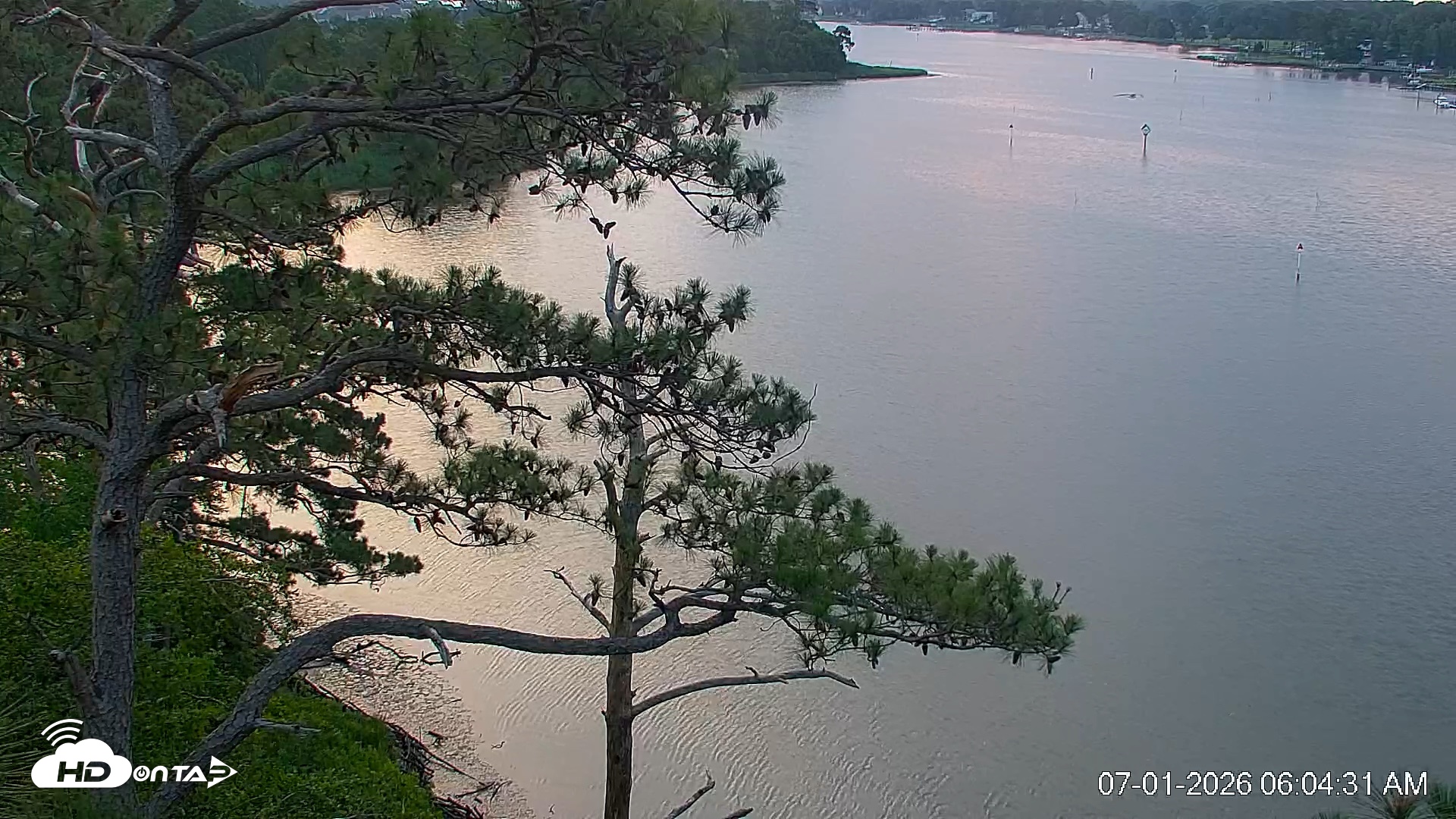 Snapshot of Delaware Botanic Gardens Eagles Live Cams taken Jul 1, 2026, 6:05am EDT
