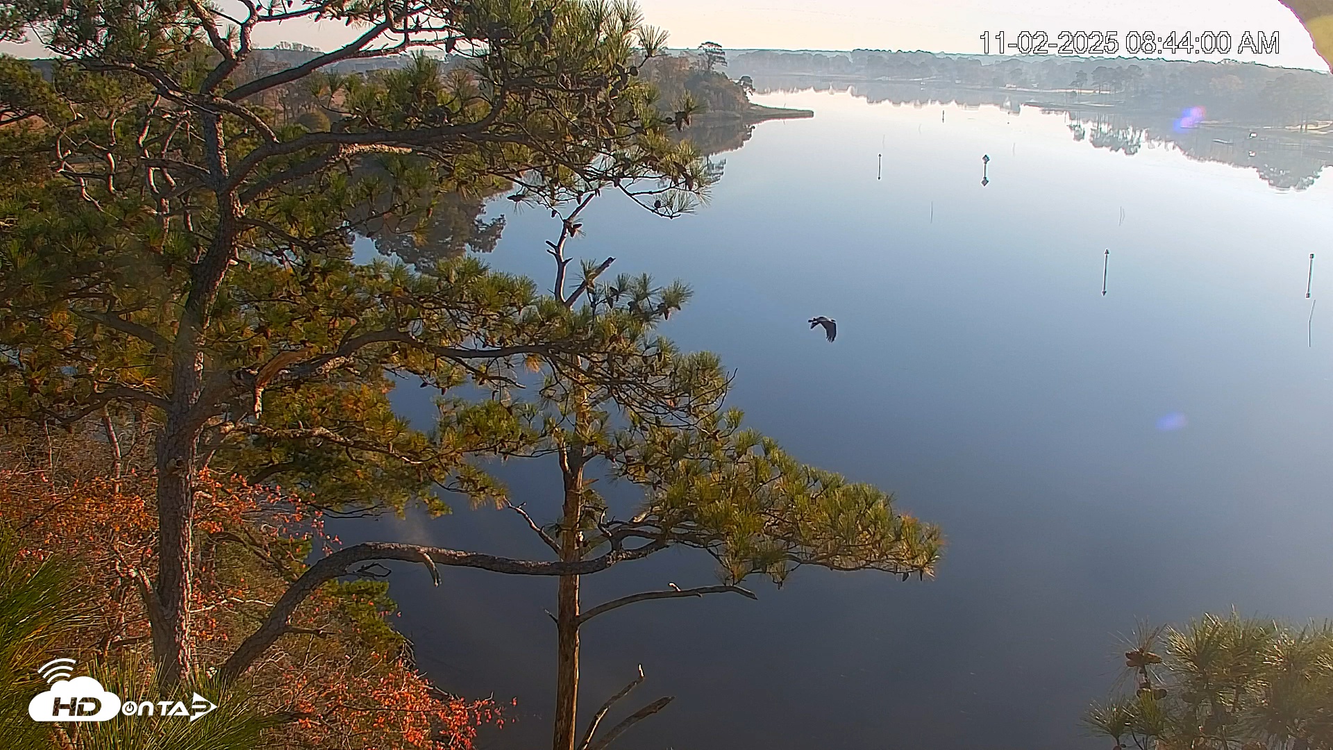 Snapshot of Delaware Botanic Gardens Eagles Live Cams taken Nov 2, 2025, 7:44am EST