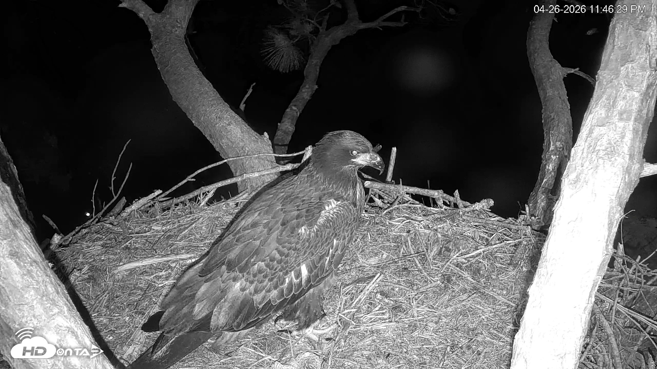 Snapshot of Hilton Head Island Eagles Live Webcam taken Apr 26, 2026, 11:46pm EDT