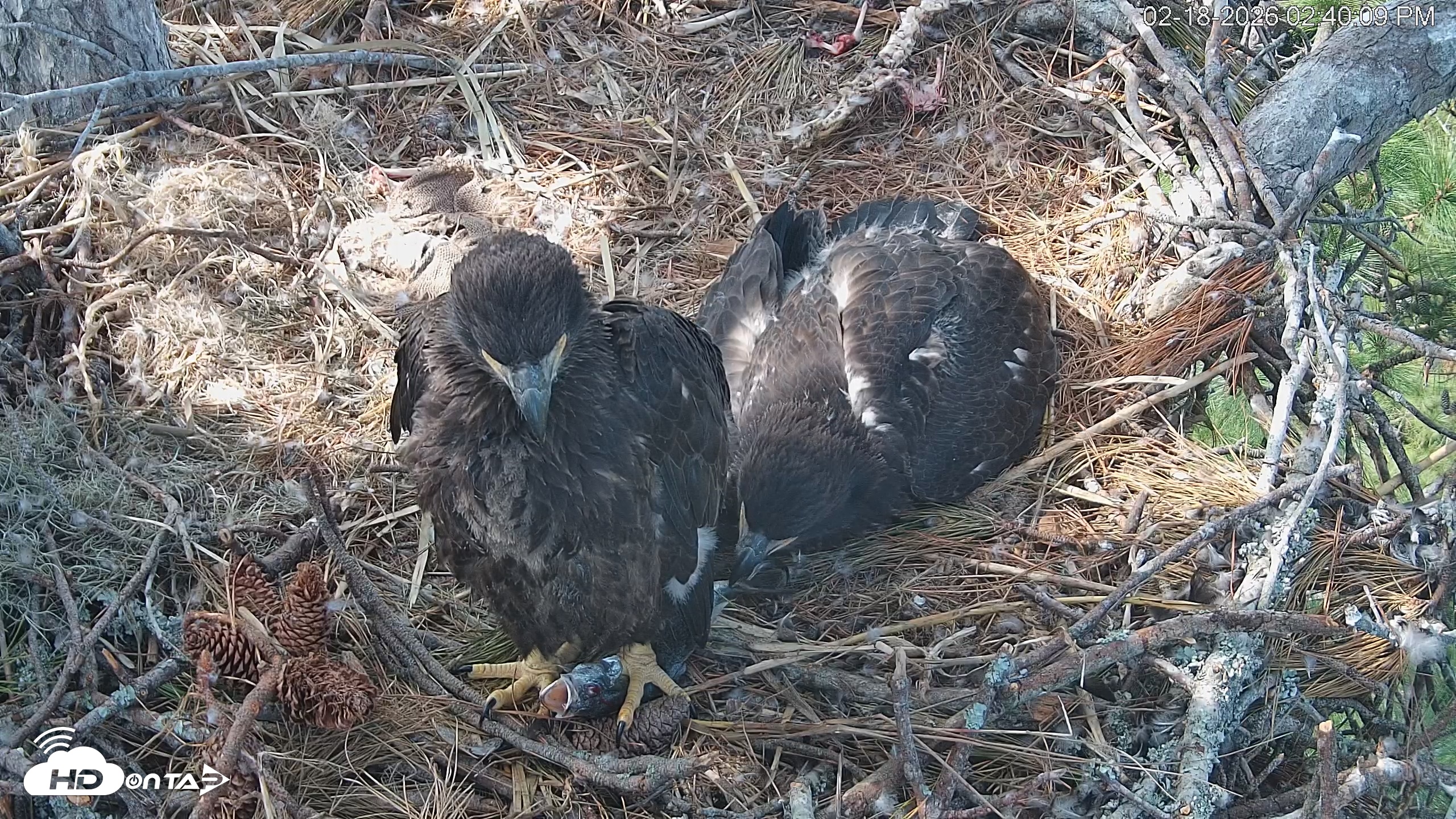 Snapshot of Hilton Head Island Eagles Live Webcam taken Feb 18, 2026, 2:40pm EST