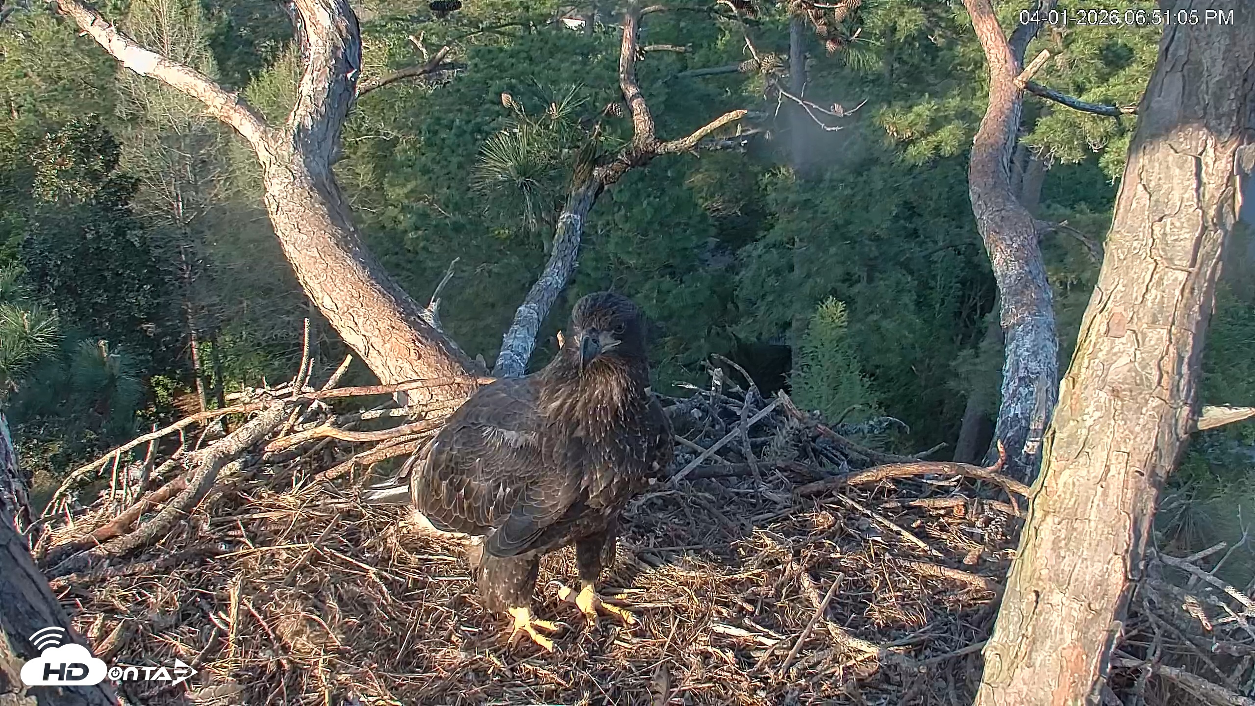Snapshot of Hilton Head Island Eagles Live Webcam taken Apr 1, 2026, 6:51pm EDT