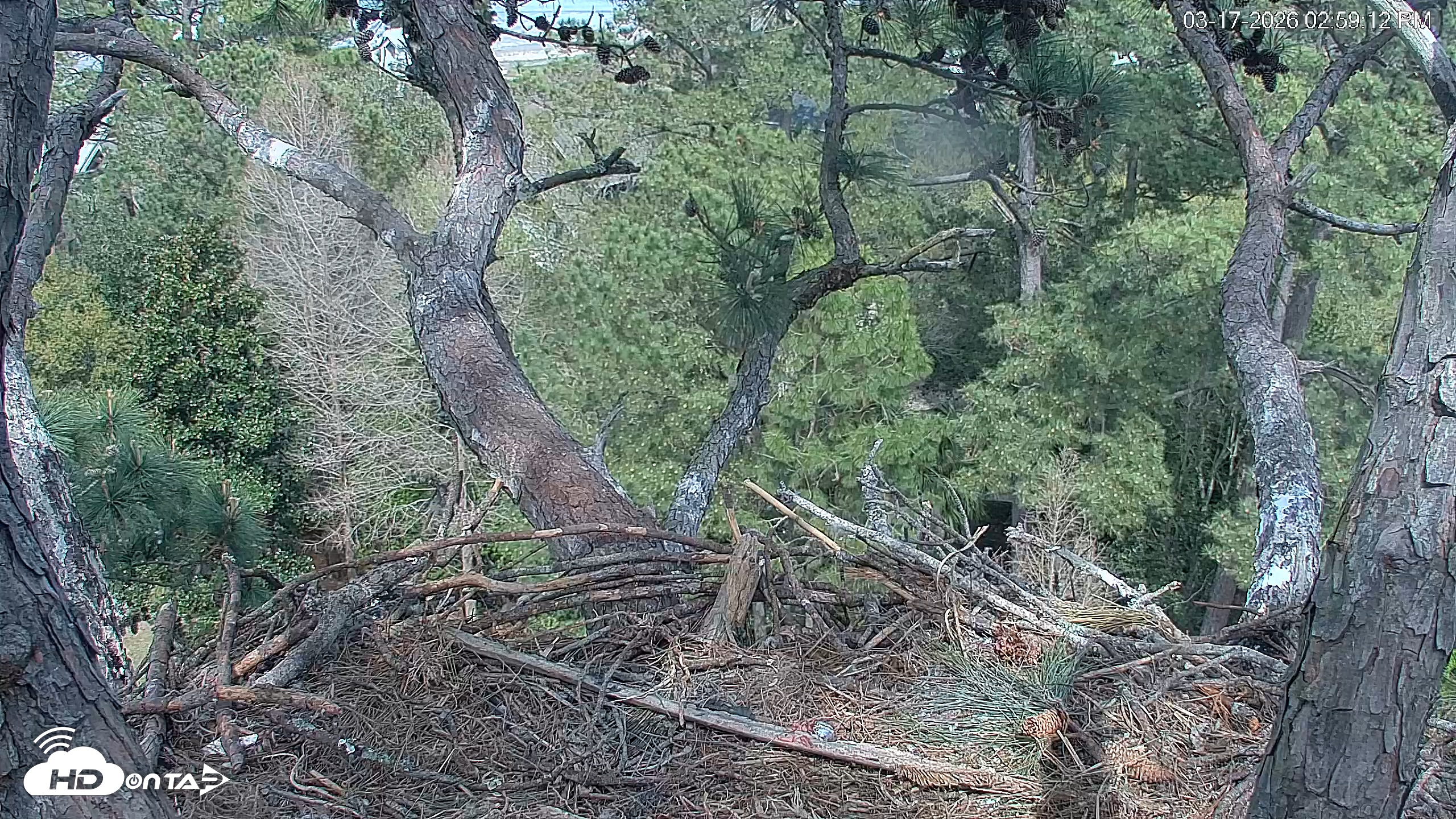 Snapshot of Hilton Head Island Eagles Live Webcam taken Mar 17, 2026, 2:59pm EDT