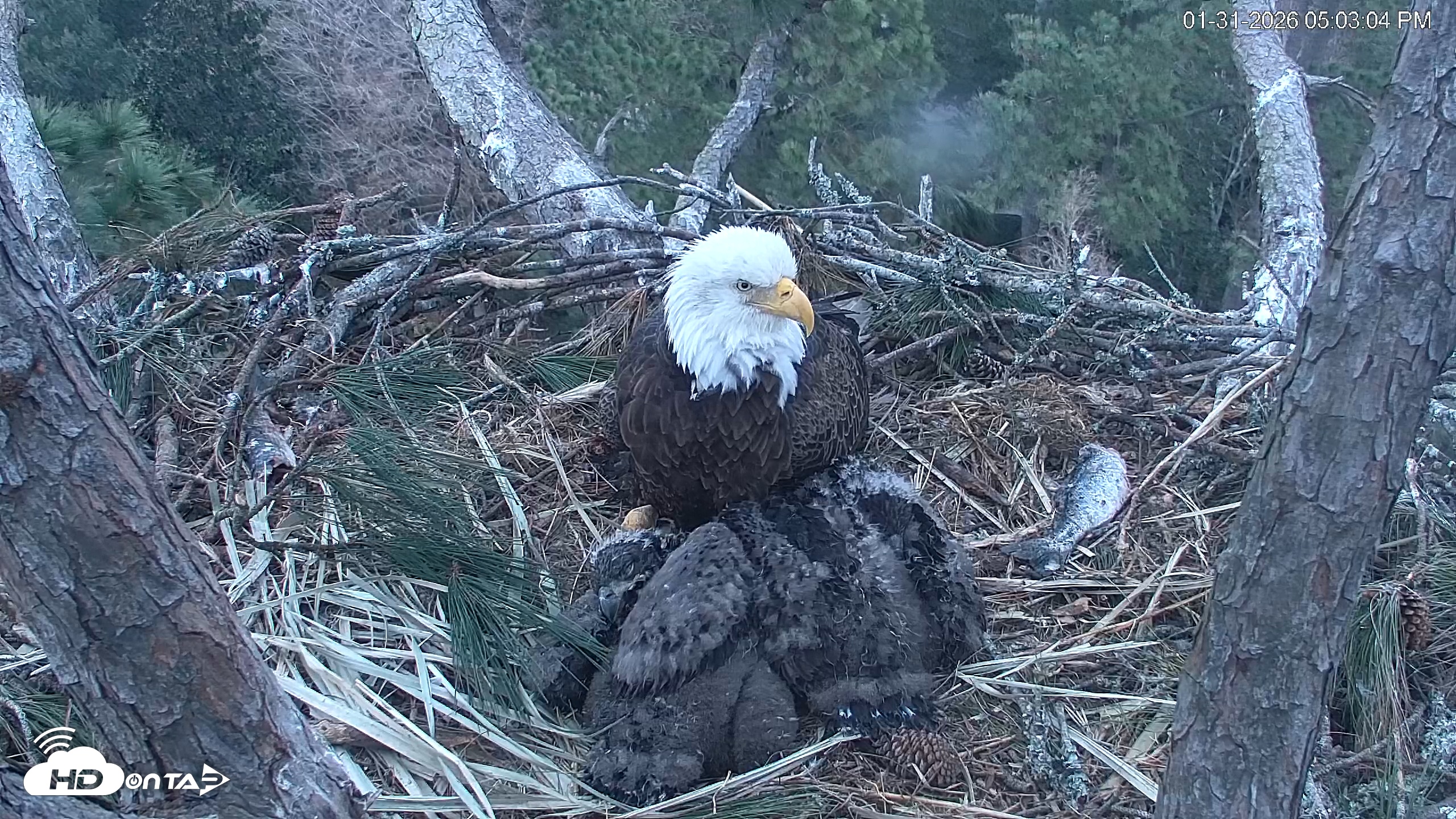 Snapshot of Hilton Head Island Eagles Live Webcam taken Jan 31, 2026, 5:05pm EST