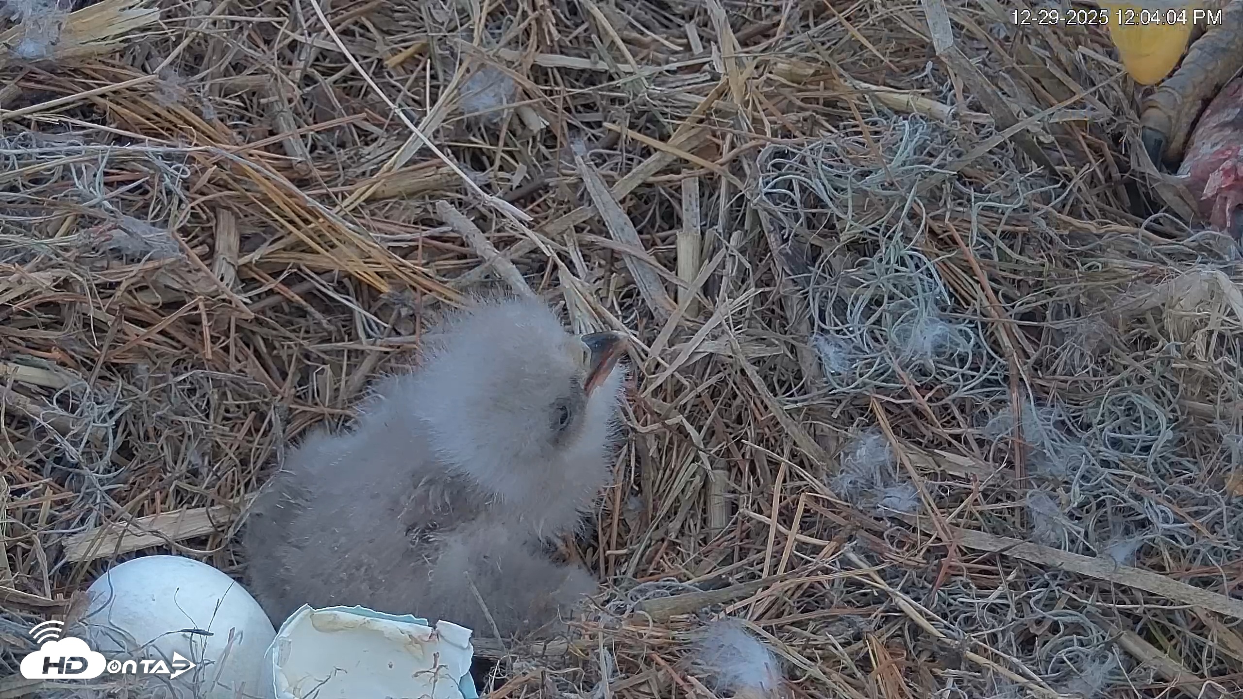 Snapshot of Hilton Head Island Eagles Live Webcam taken Dec 29, 2025, 12:04pm EST