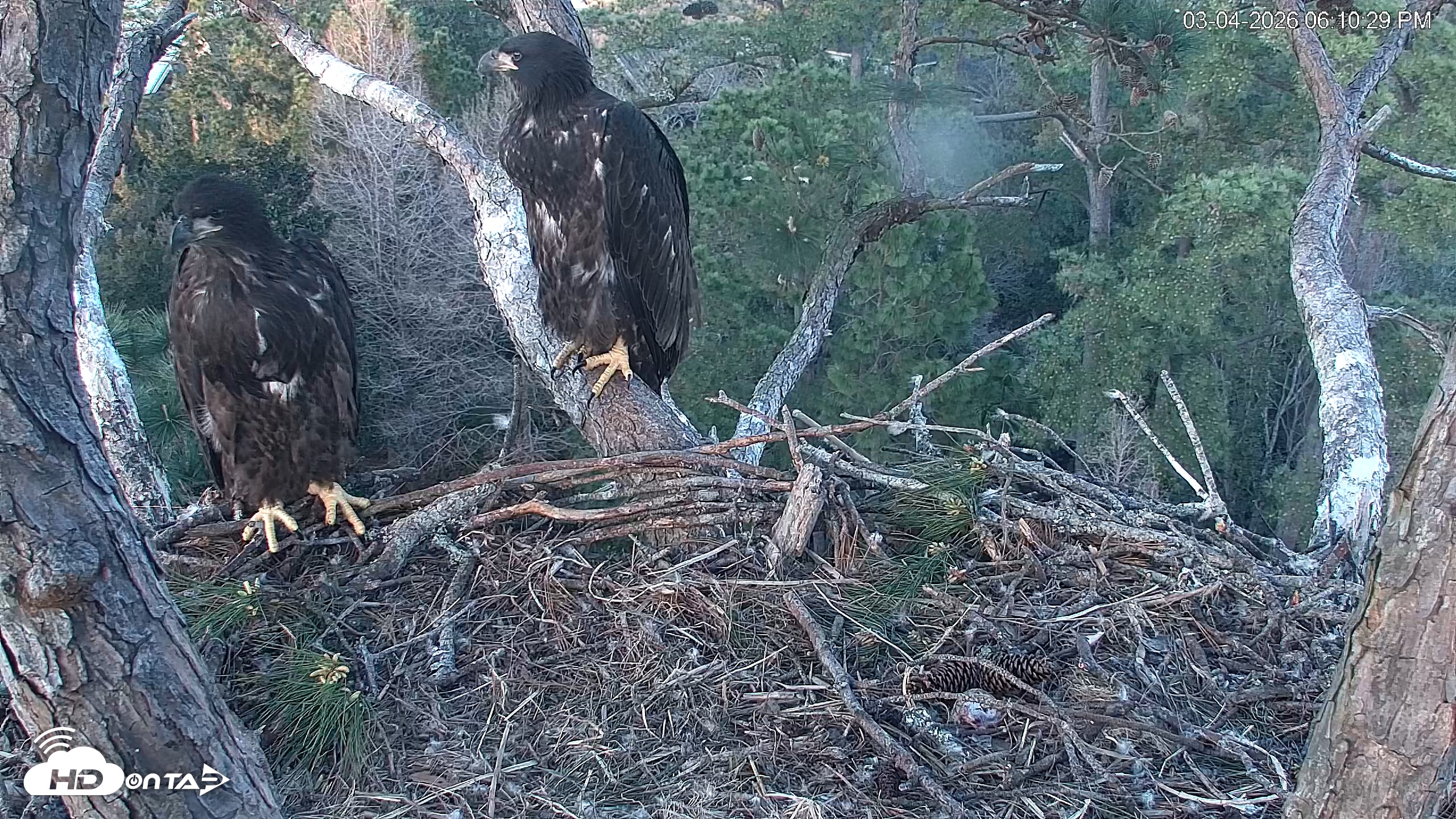 Snapshot of Hilton Head Island Eagles Live Webcam taken Mar 4, 2026, 6:10pm EST
