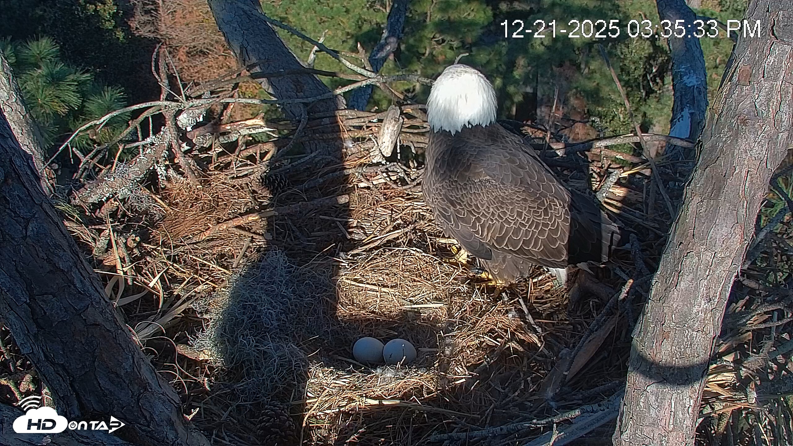 Snapshot of Hilton Head Island Eagles Live Webcam taken Dec 21, 2025, 3:37pm EST