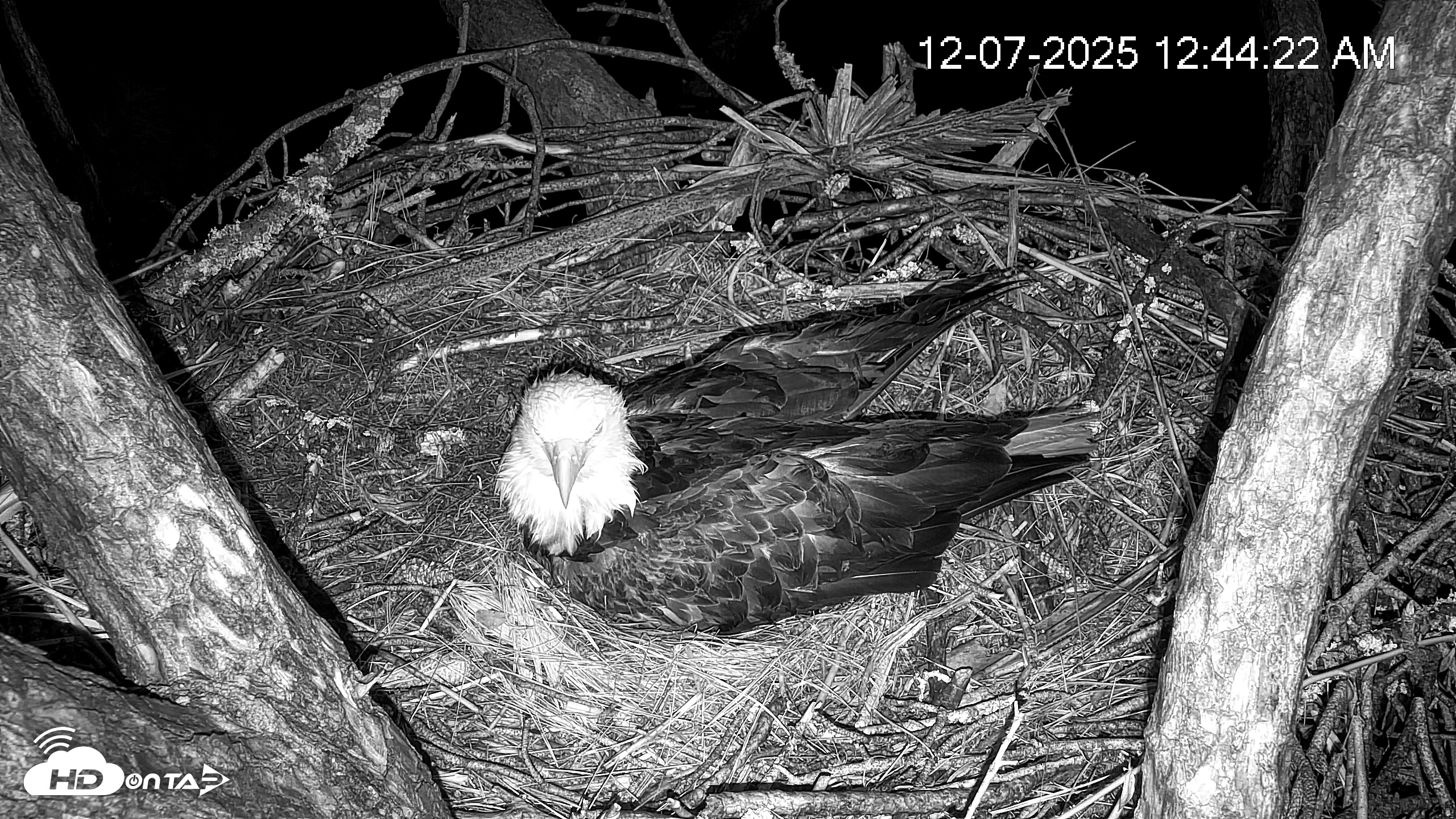 Snapshot of Hilton Head Island Eagles Live Webcam taken Dec 7, 2025, 12:45am EST