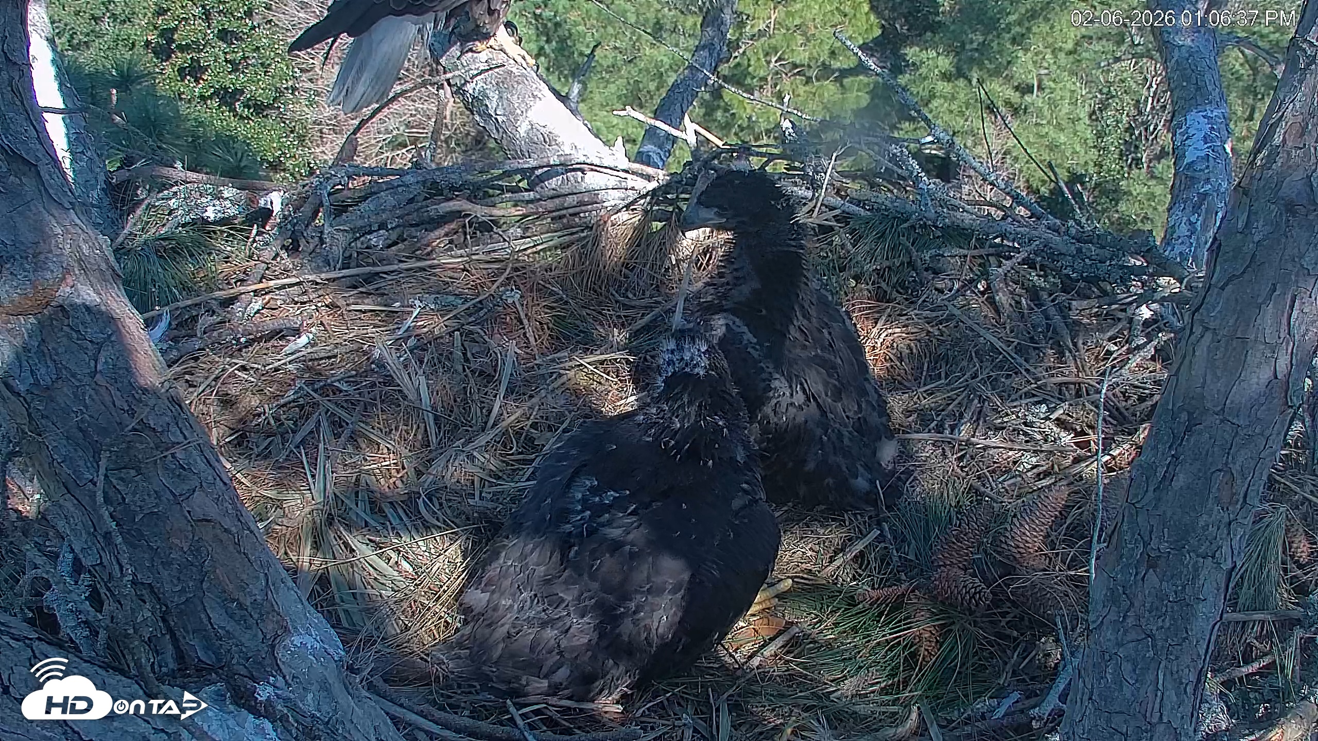 Snapshot of Hilton Head Island Eagles Live Webcam taken Feb 6, 2026, 1:08pm EST