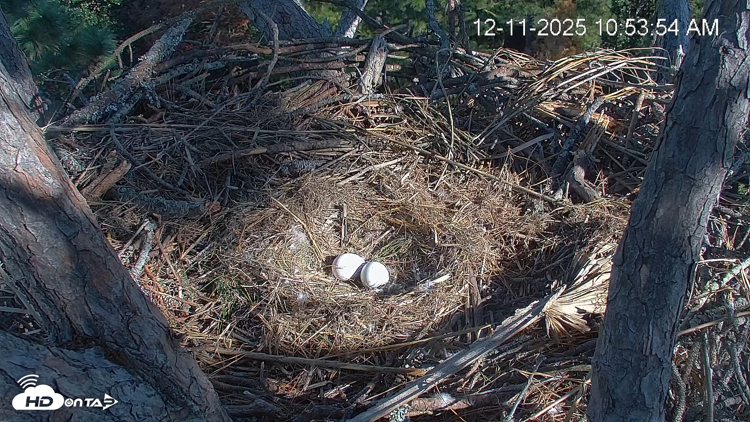 Snapshot of Hilton Head Island Eagles Live Webcam taken Dec 11, 2025, 10:54am EST