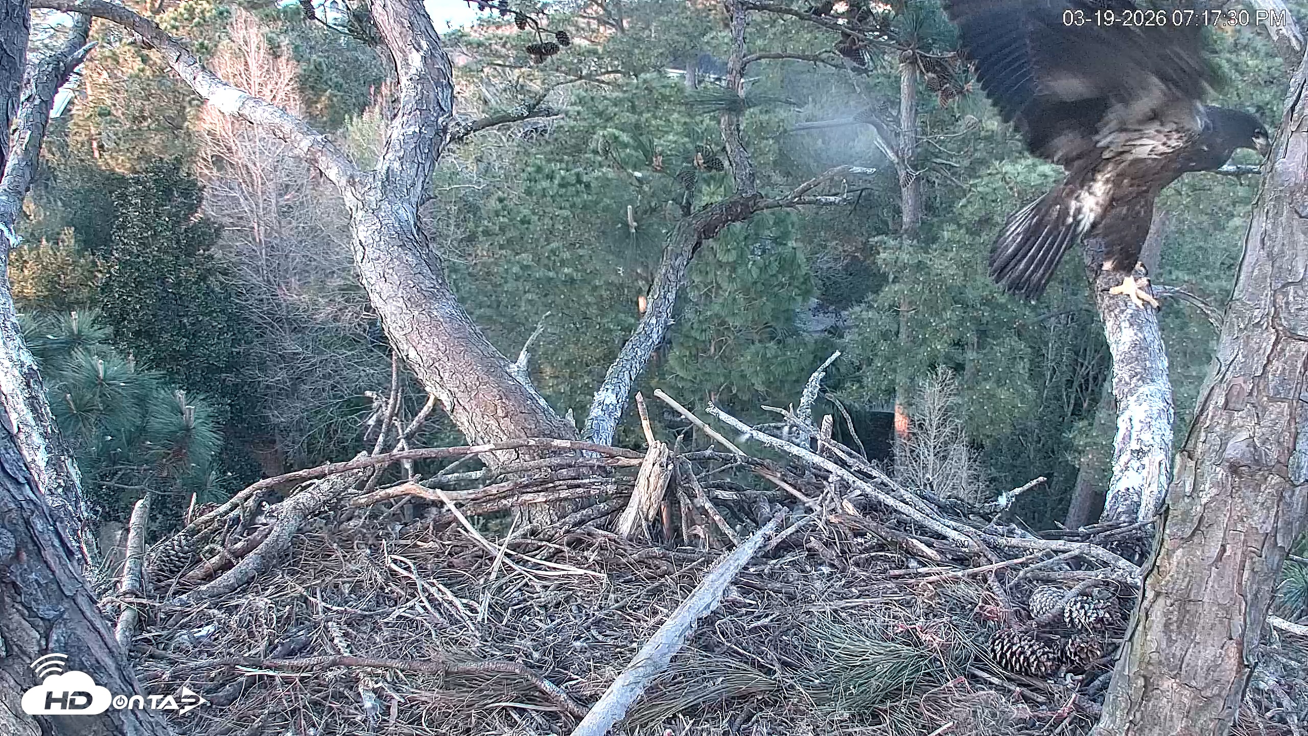 Snapshot of Hilton Head Island Eagles Live Webcam taken Mar 19, 2026, 7:17pm EDT