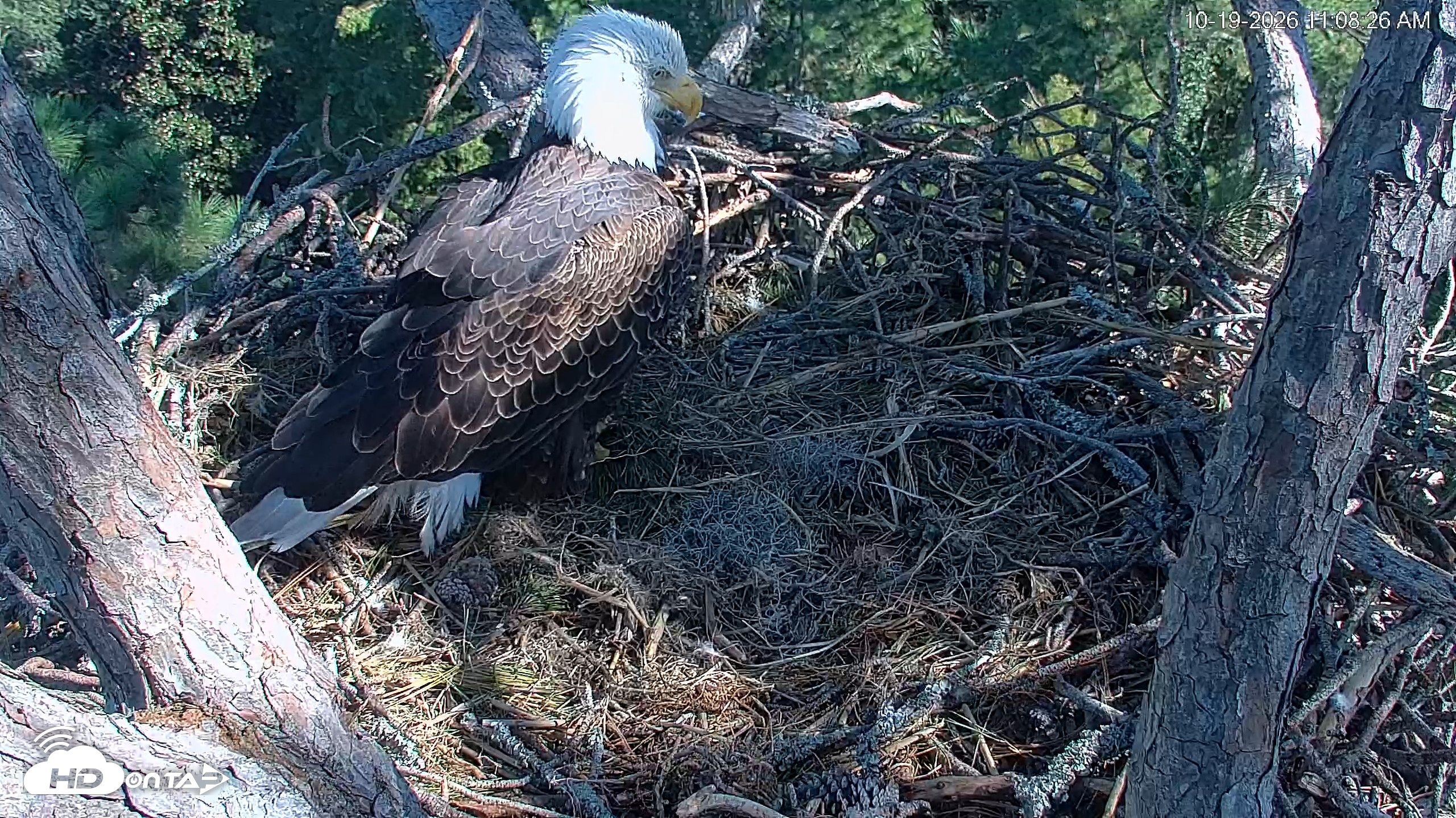 Snapshot of Hilton Head Island Eagles Live Webcam taken Oct 19, 2026, 11:08am EDT