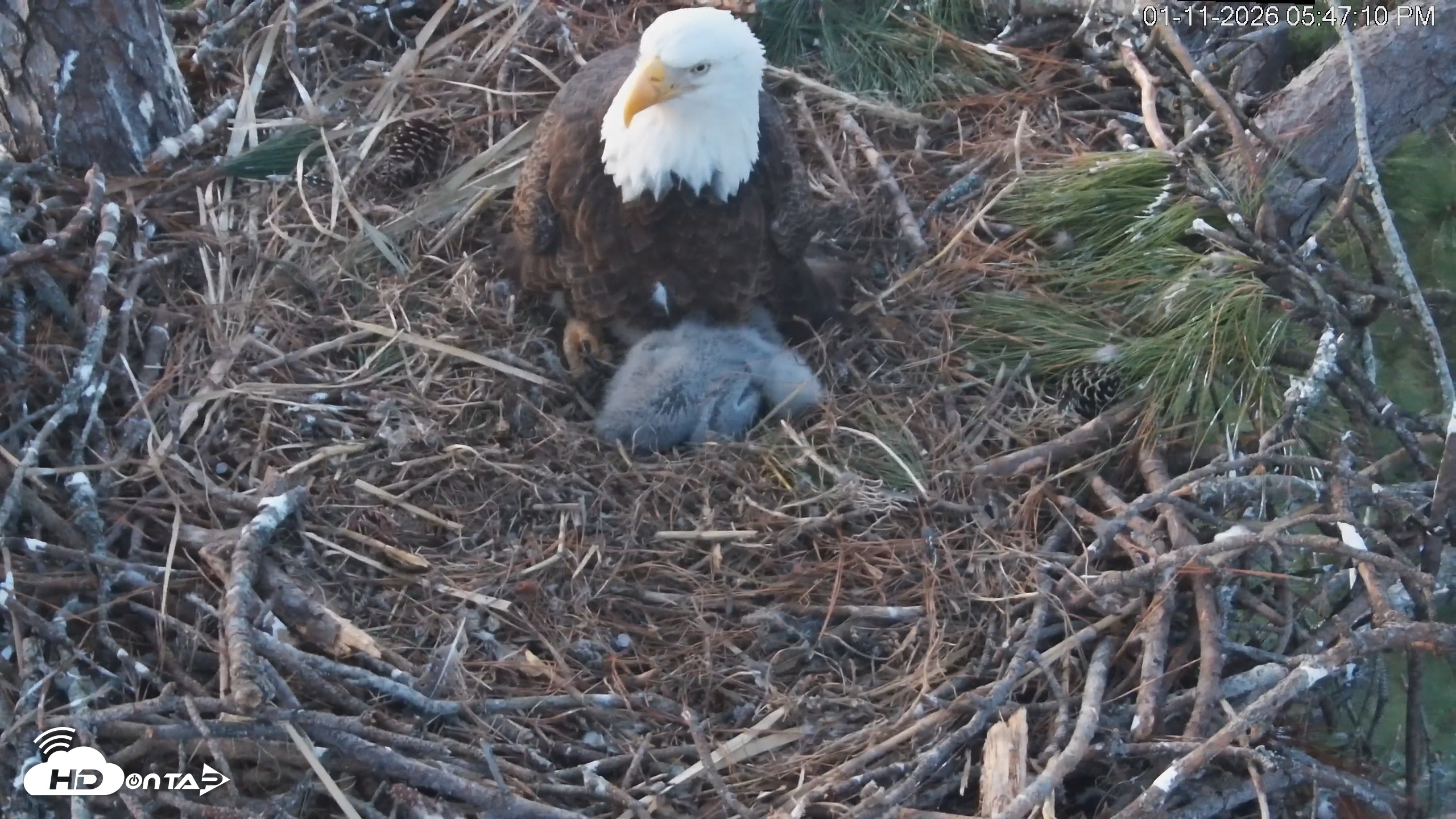 Snapshot of Hilton Head Island Eagles Live Webcam taken Jan 11, 2026, 5:47pm EST