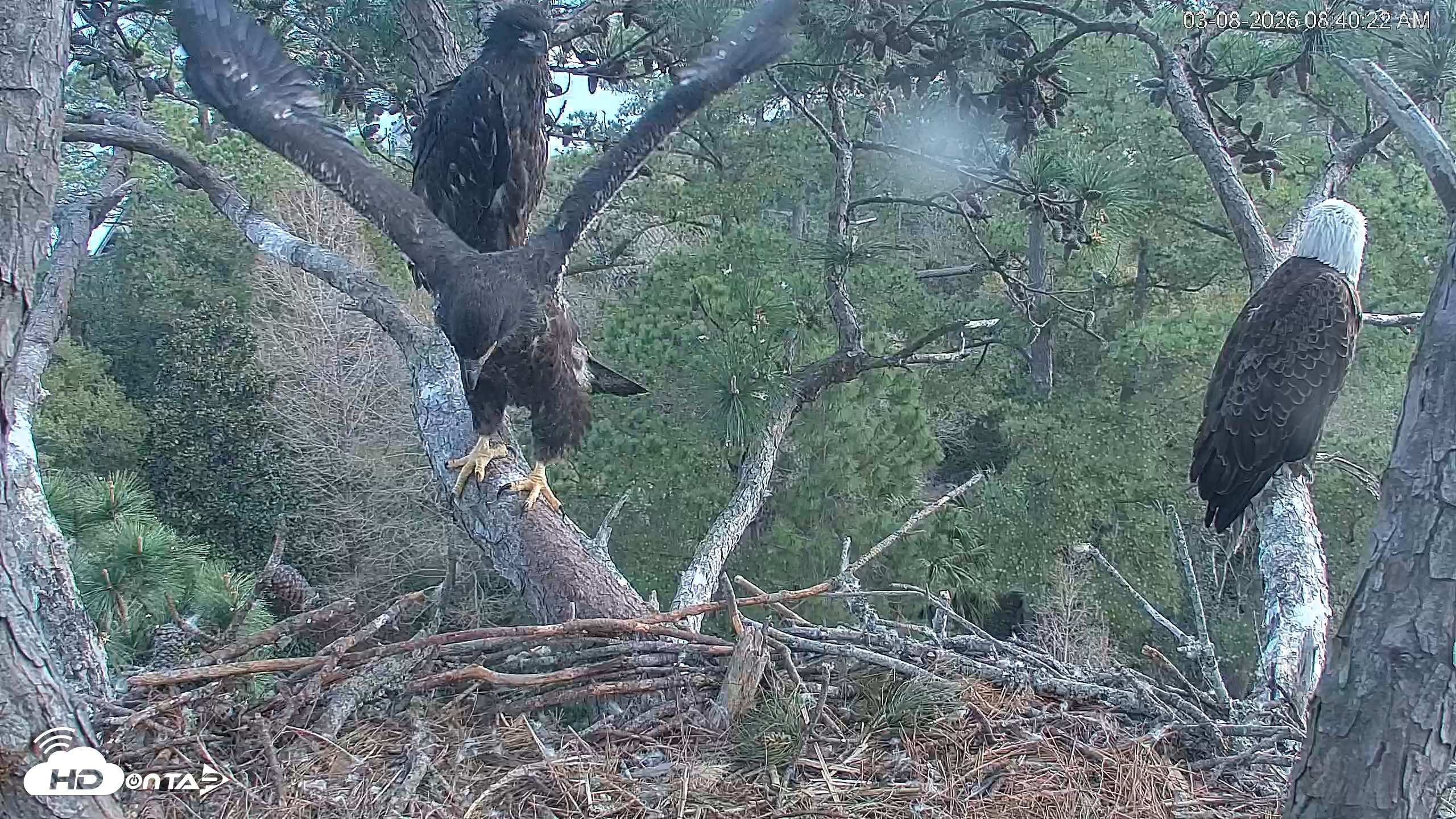 Snapshot of Hilton Head Island Eagles Live Webcam taken Mar 8, 2026, 9:40am EDT