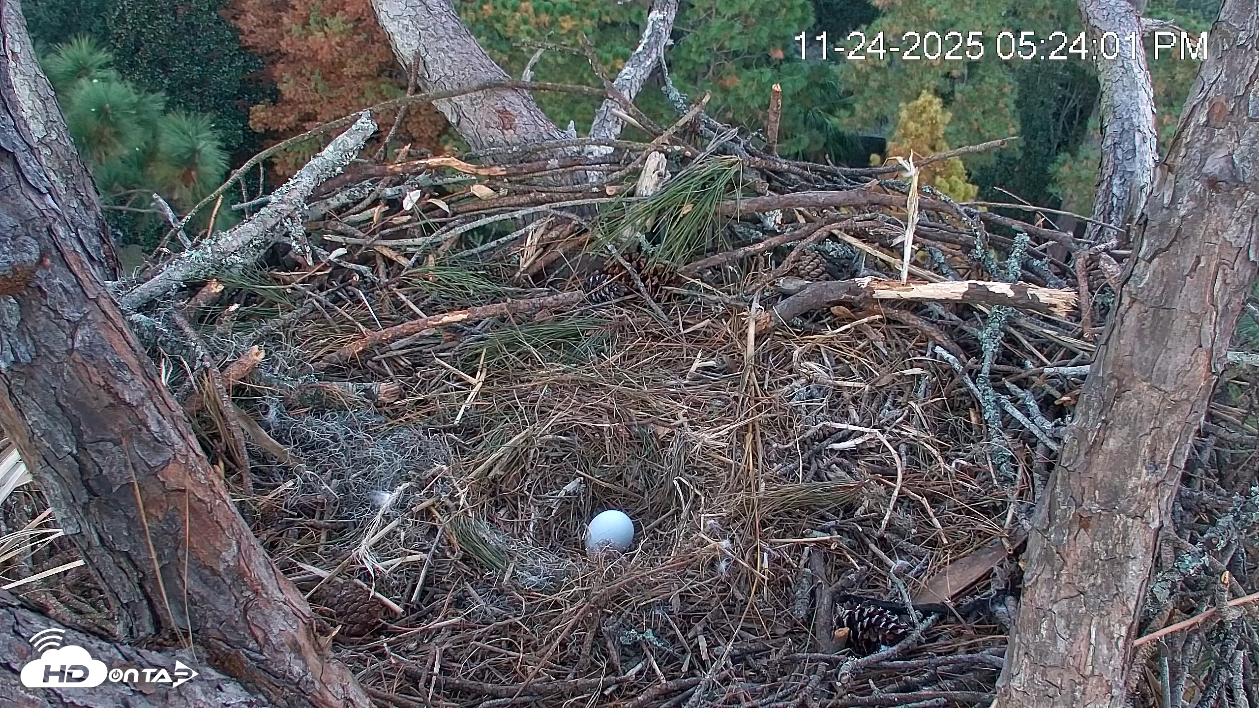 Snapshot of Hilton Head Island Eagles Live Webcam taken Nov 24, 2025, 5:24pm EST