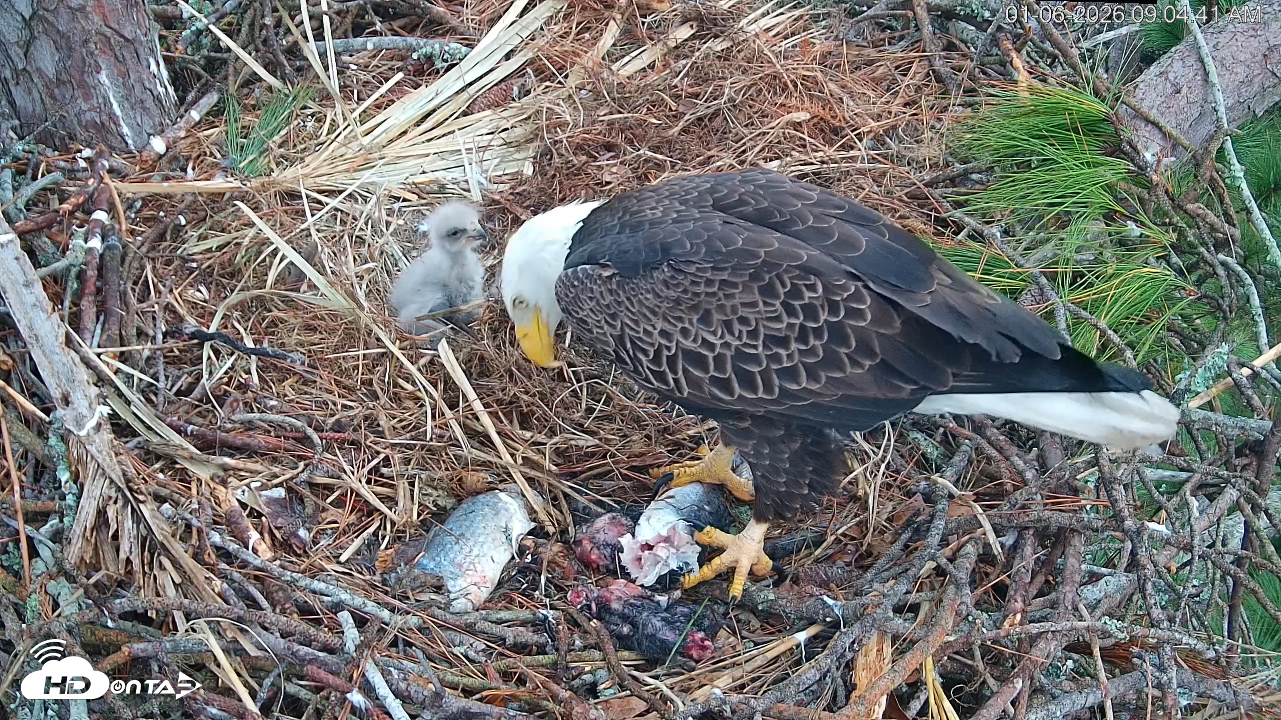 Snapshot of Hilton Head Island Eagles Live Webcam taken Jan 6, 2026, 9:05am EST