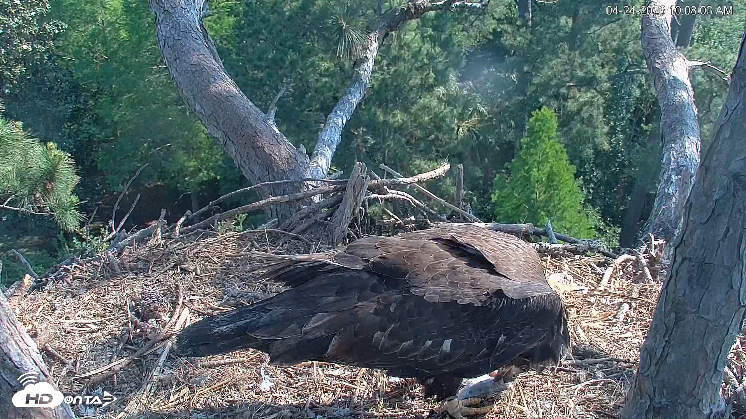 Snapshot of Hilton Head Island Eagles Live Webcam taken Apr 24, 2026, 10:11am EDT
