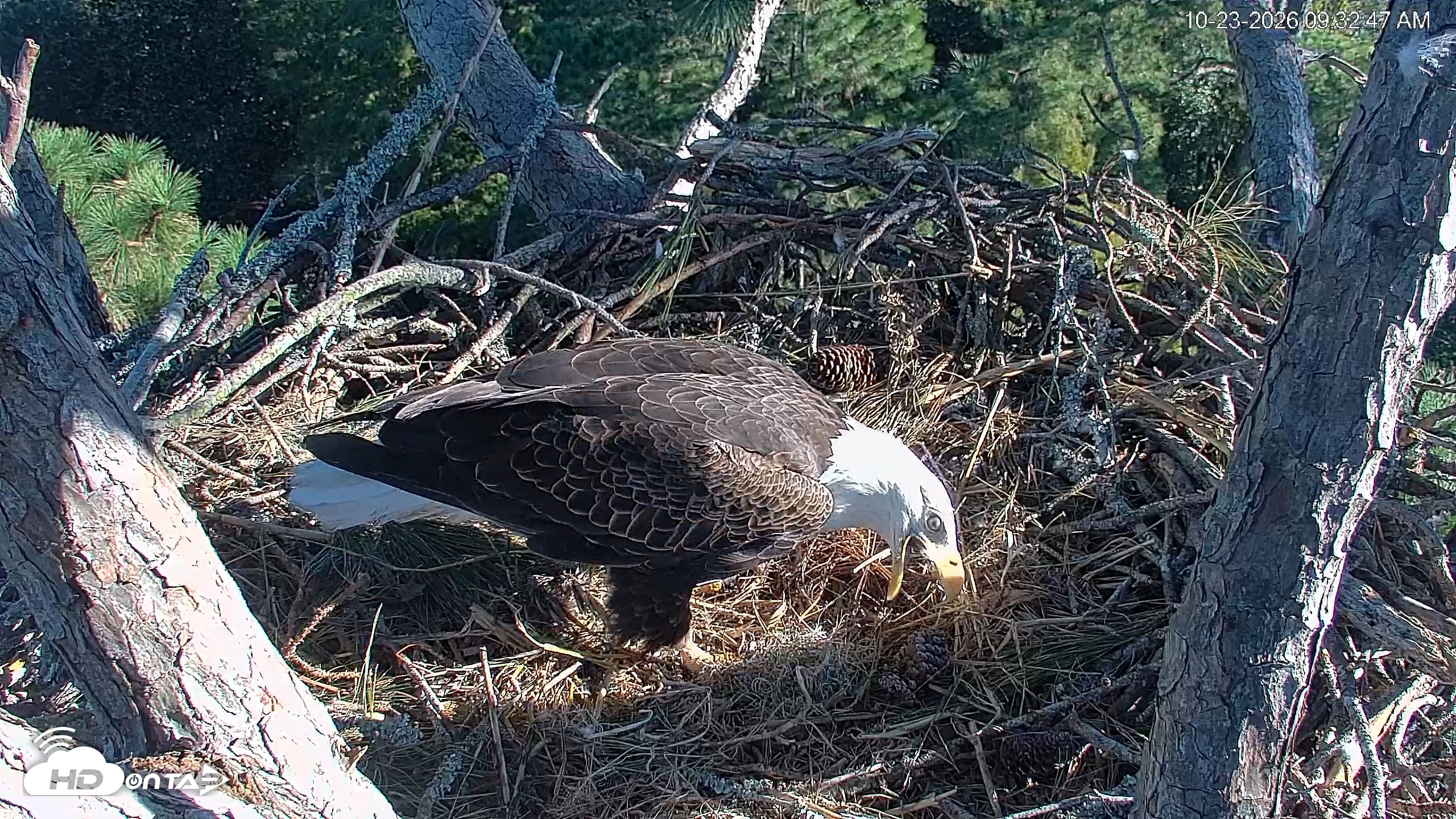 Snapshot of Hilton Head Island Eagles Live Webcam taken Oct 23, 2026, 9:33am EDT