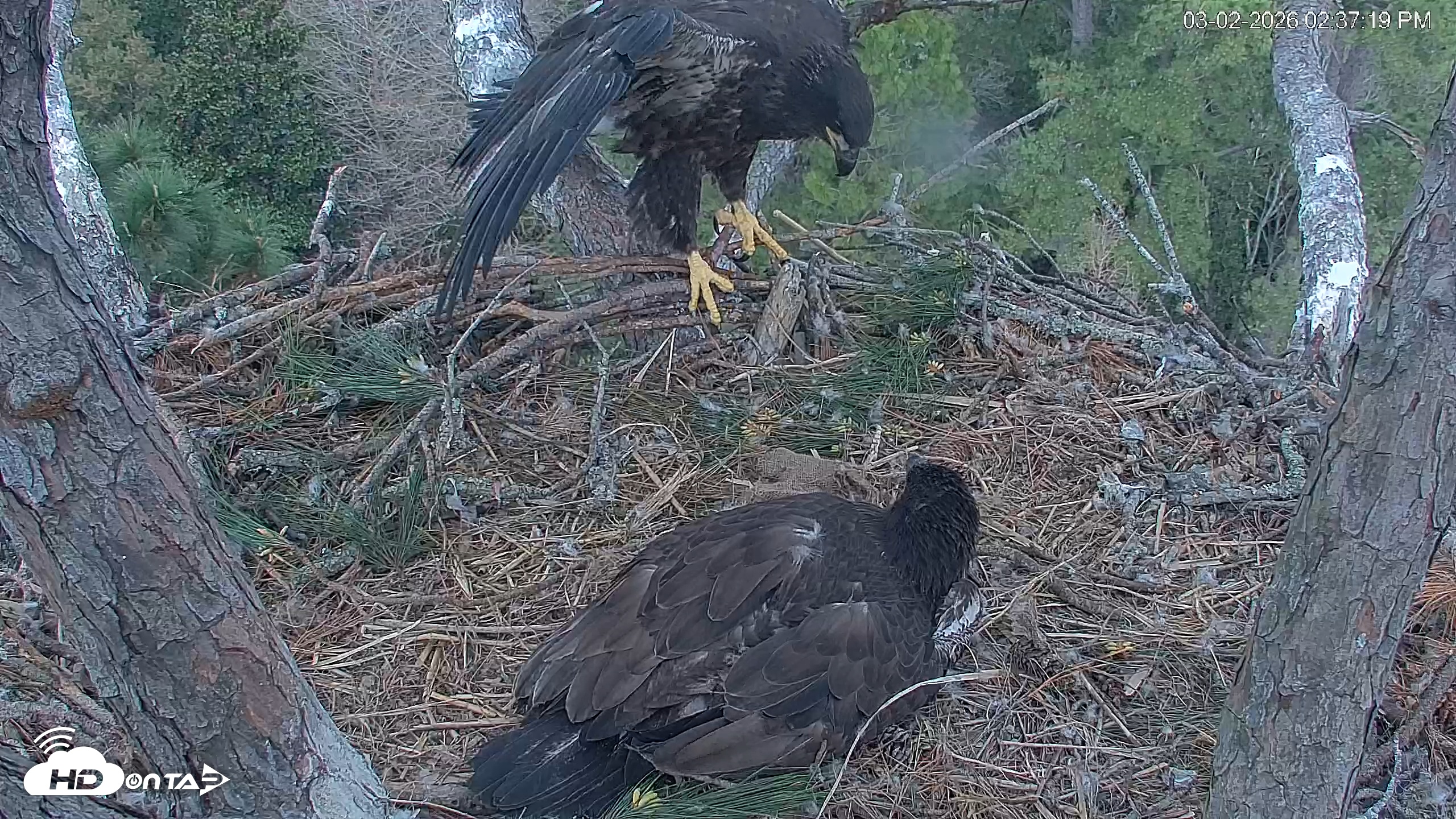 Snapshot of Hilton Head Island Eagles Live Webcam taken Mar 2, 2026, 2:37pm EST