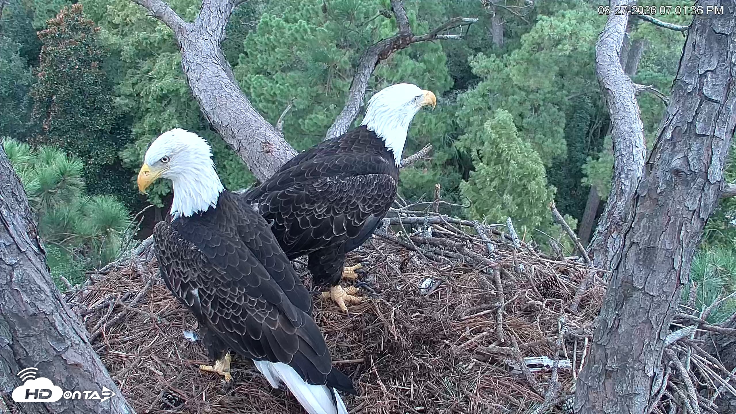 Snapshot of Hilton Head Island Eagles Live Webcam taken Aug 27, 2026, 7:02pm EDT