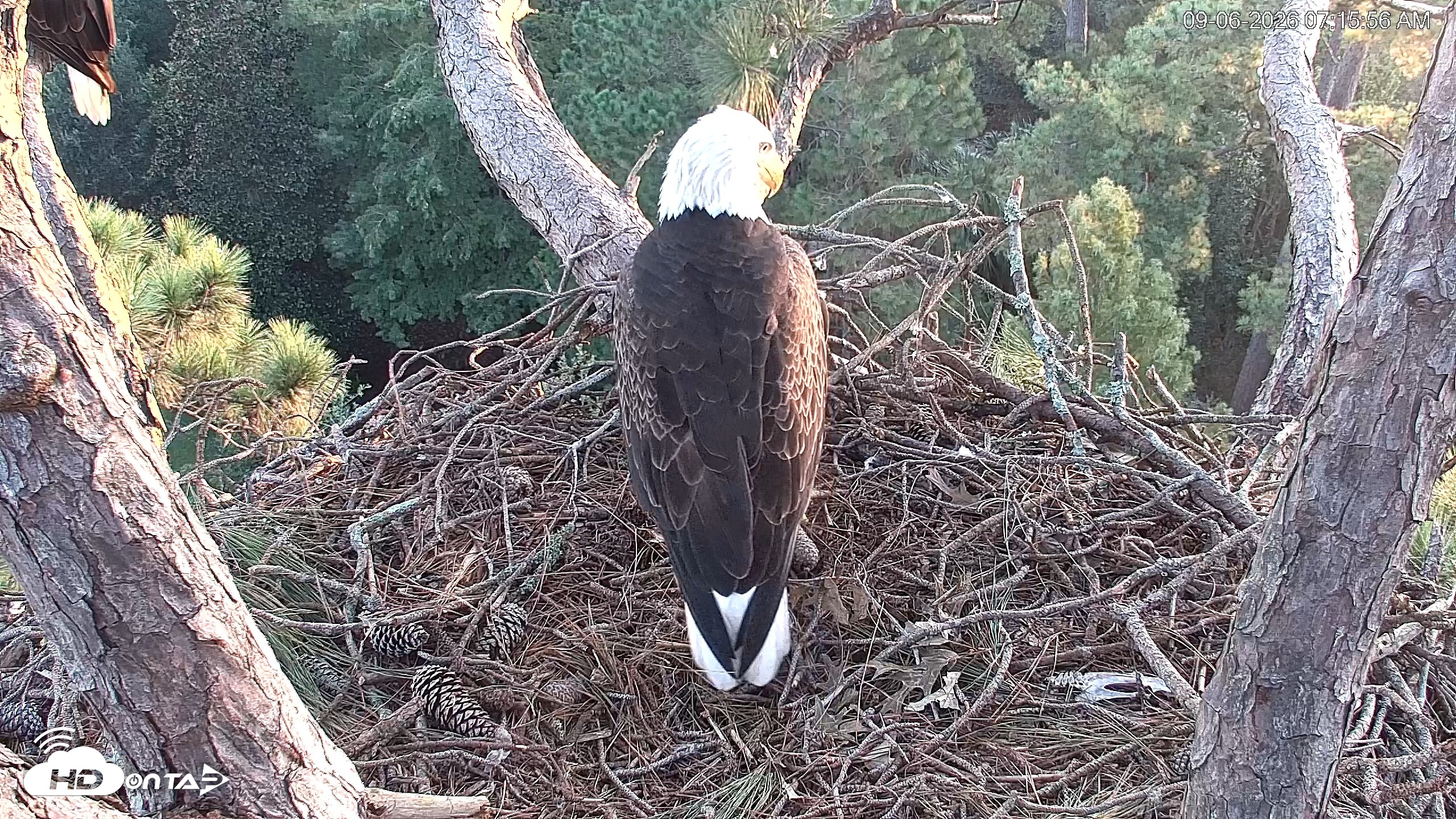 Snapshot of Hilton Head Island Eagles Live Webcam taken Sep 6, 2026, 7:16am EDT