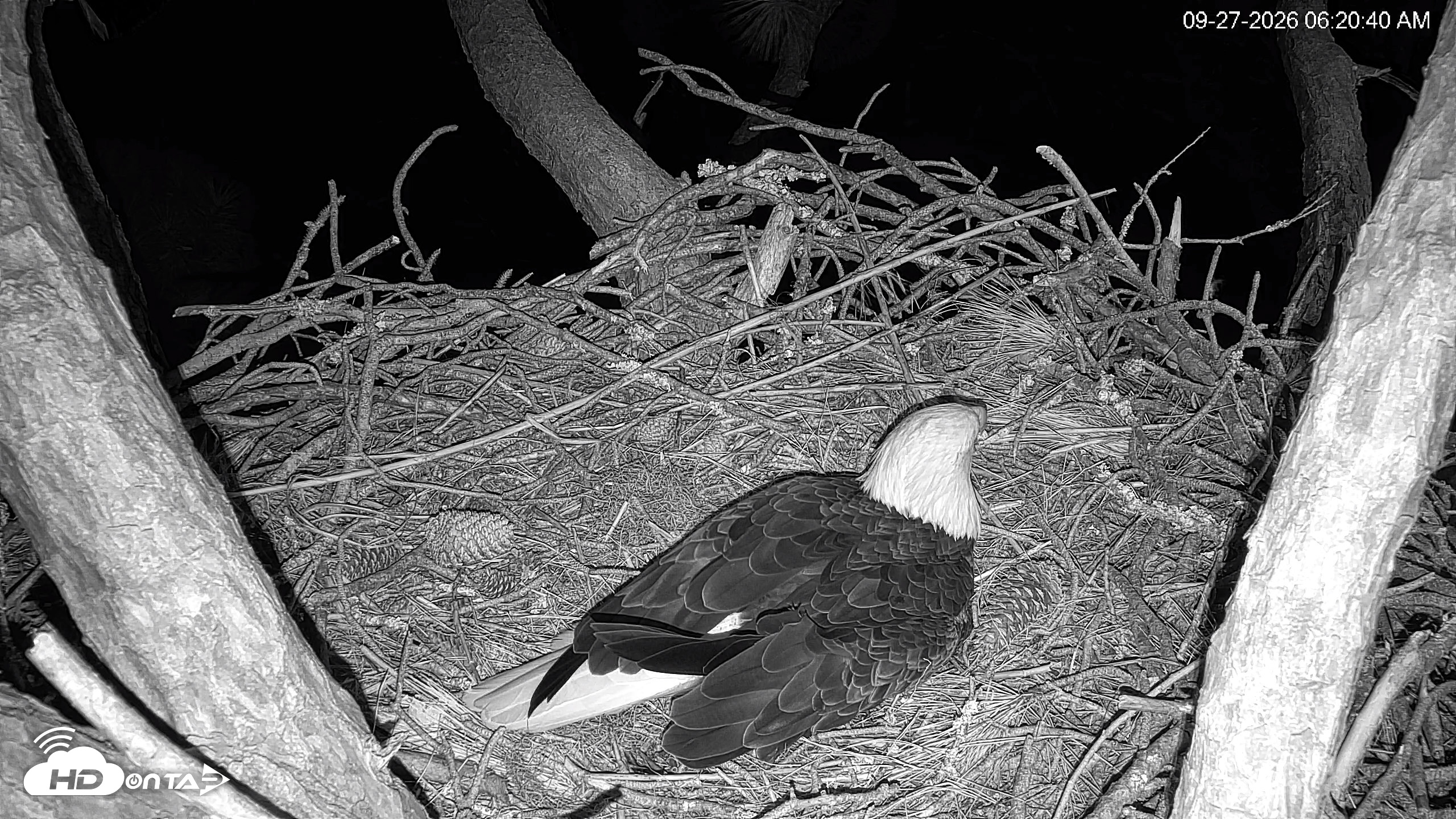 Snapshot of Hilton Head Island Eagles Live Webcam taken Sep 27, 2026, 6:21am EDT