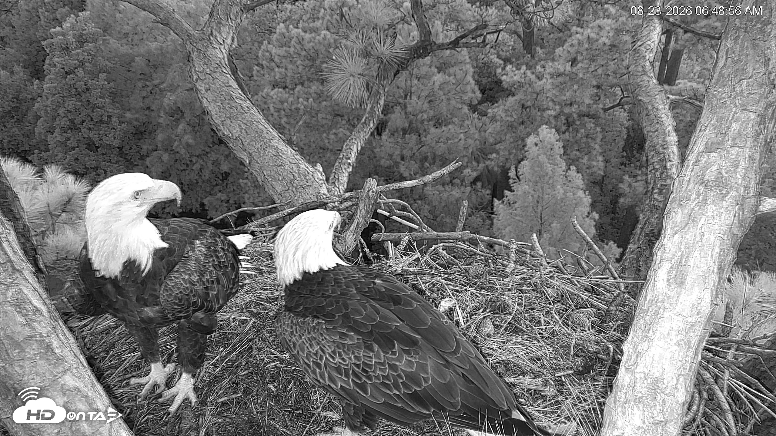 Snapshot of Hilton Head Island Eagles Live Webcam taken Aug 23, 2026, 6:49am EDT