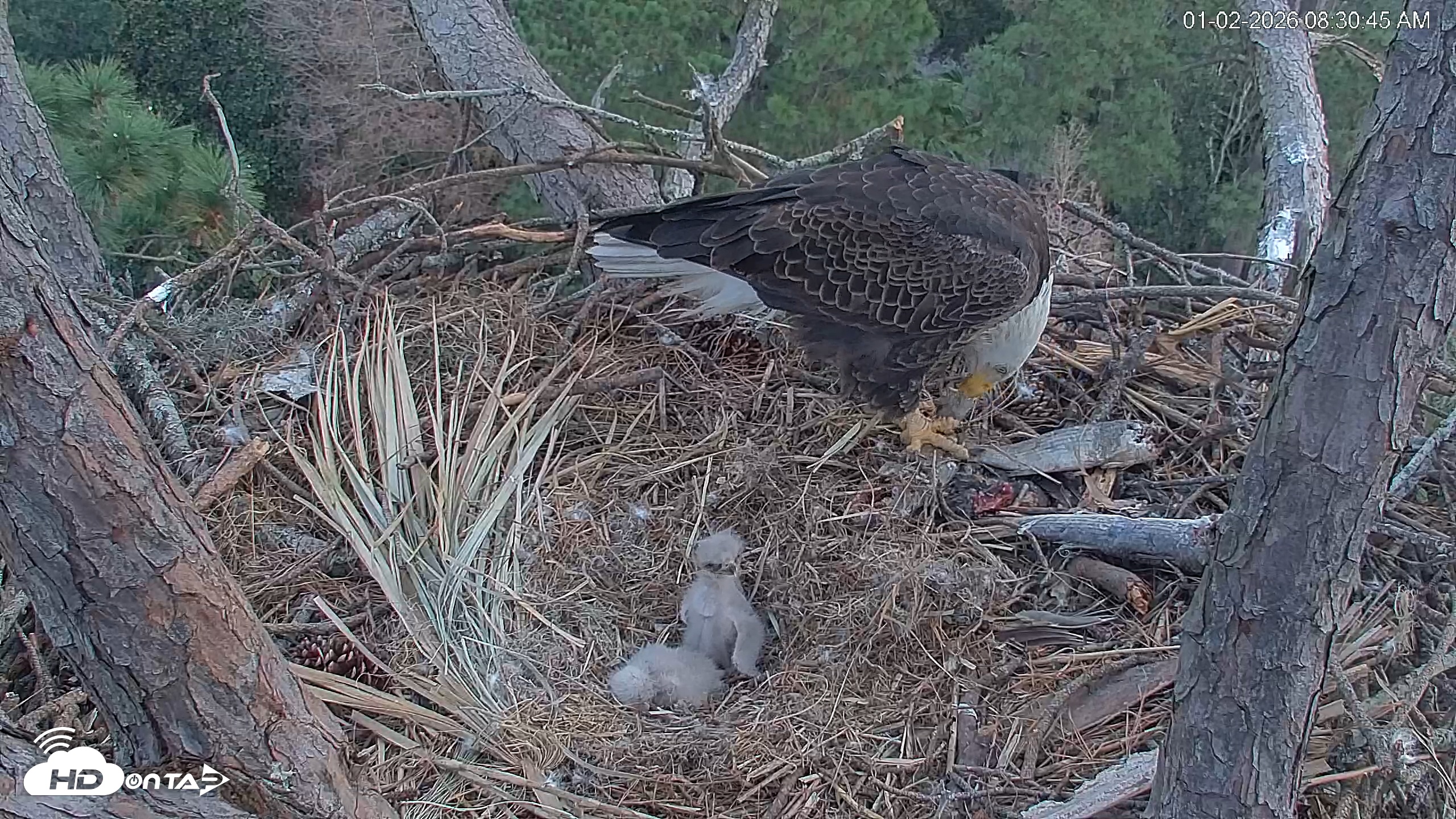 Snapshot of Hilton Head Island Eagles Live Webcam taken Jan 2, 2026, 8:31am EST