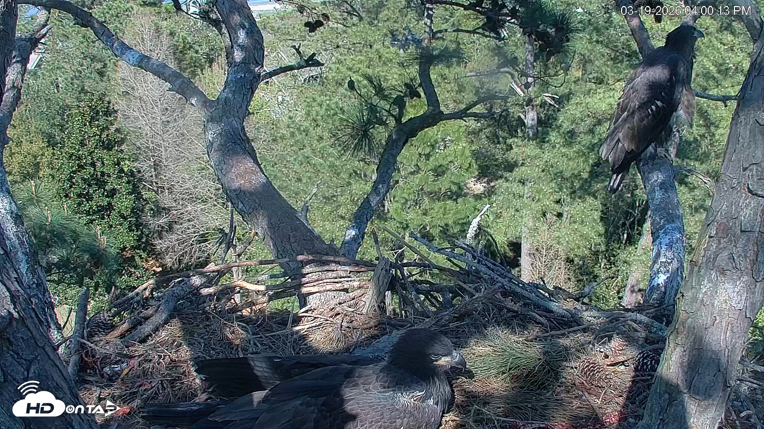 Snapshot of Hilton Head Island Eagles Live Webcam taken Mar 19, 2026, 4:00pm EDT