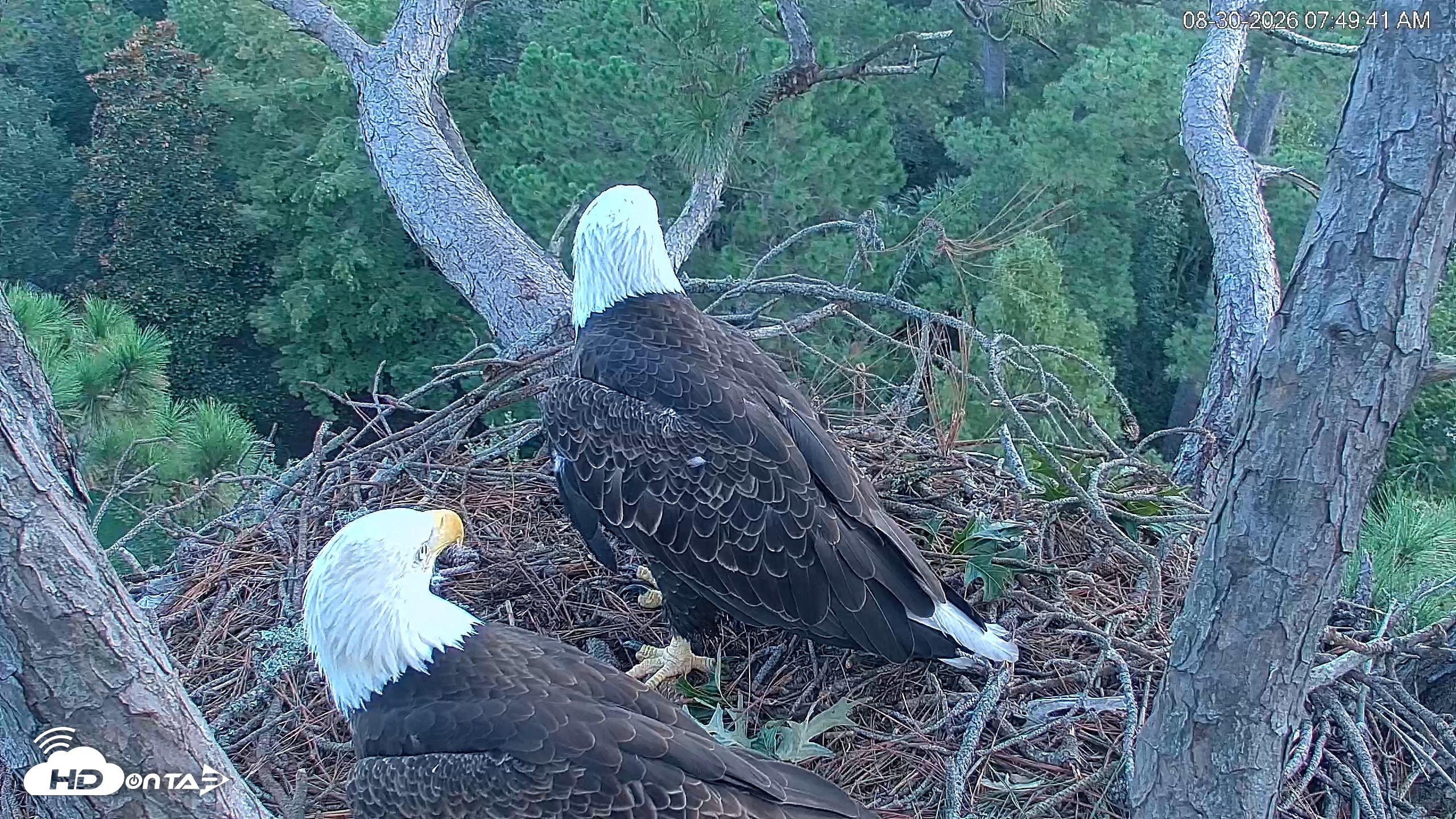 Snapshot of Hilton Head Island Eagles Live Webcam taken Aug 30, 2026, 7:50am EDT