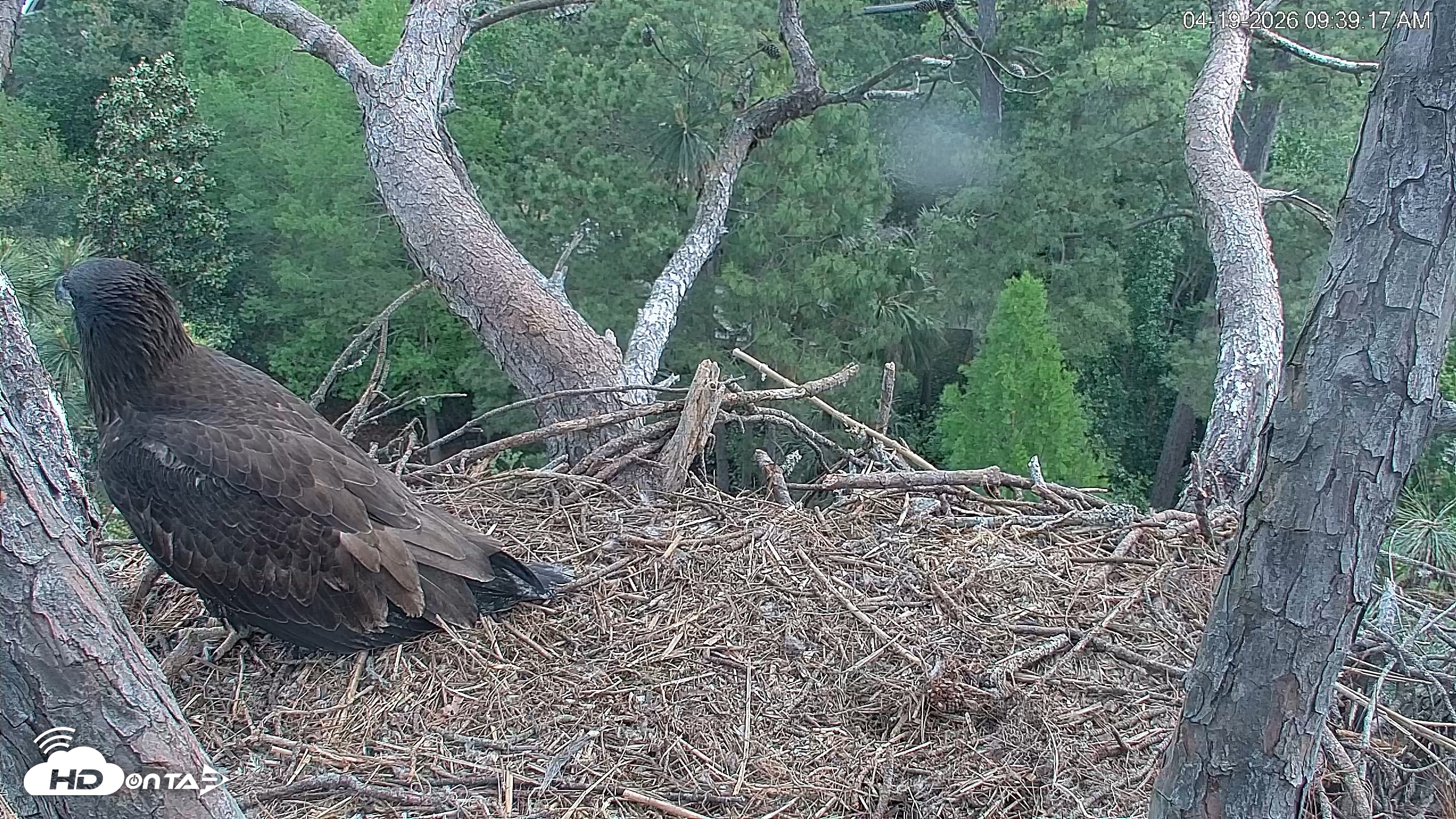 Snapshot of Hilton Head Island Eagles Live Webcam taken Apr 19, 2026, 9:40am EDT
