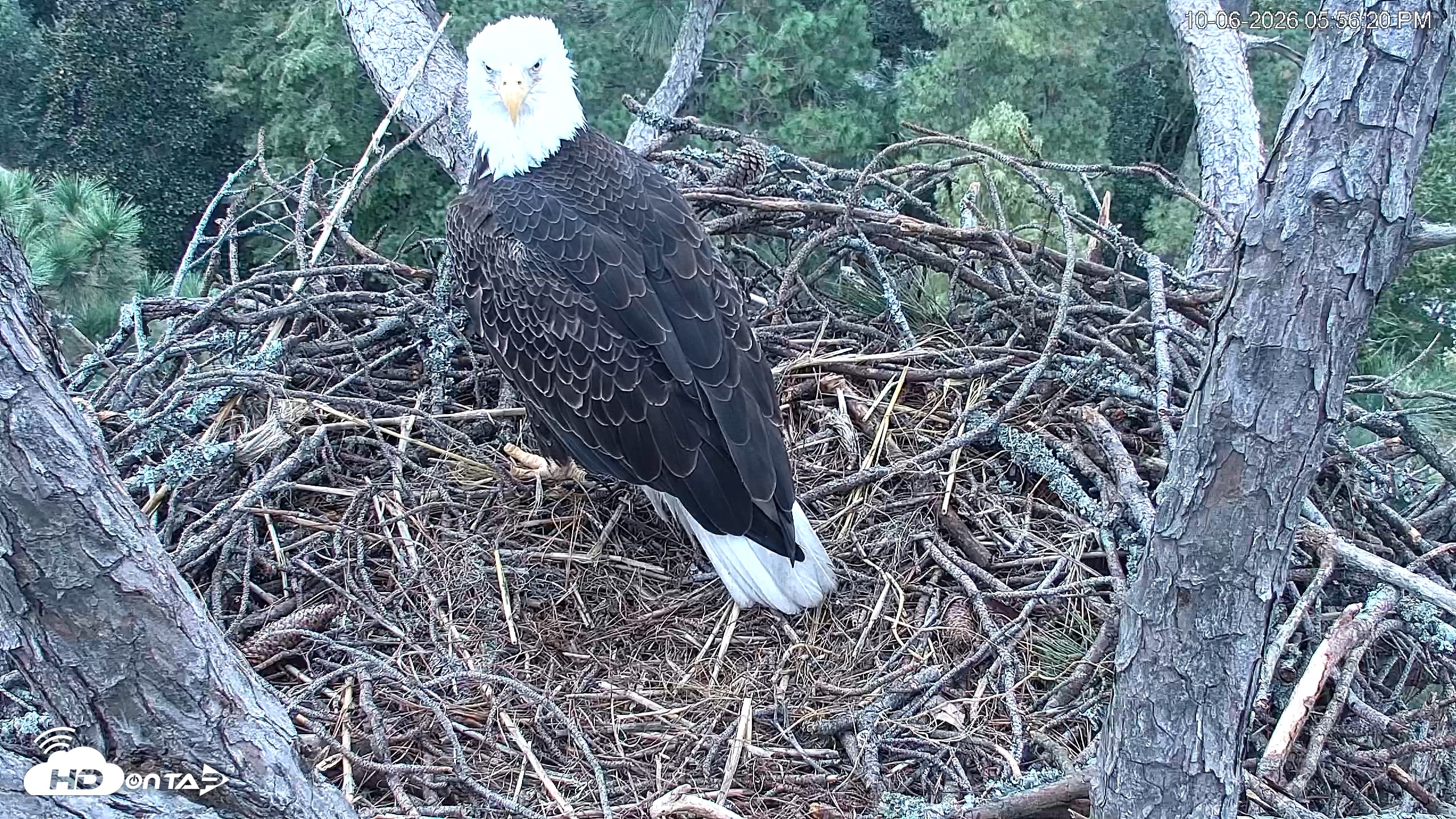 Snapshot of Hilton Head Island Eagles Live Webcam taken Oct 6, 2026, 5:56pm EDT