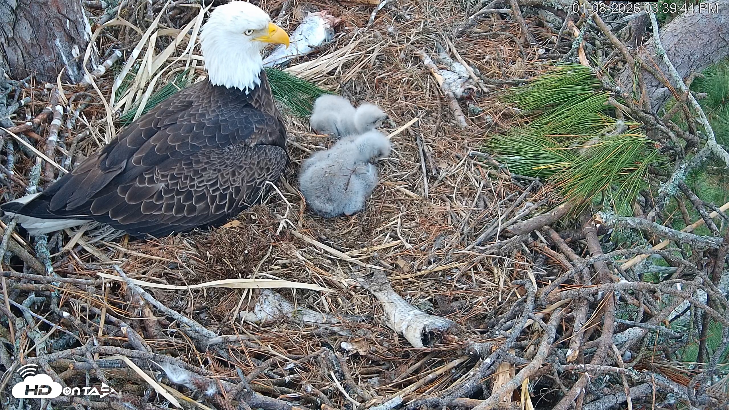 Snapshot of Hilton Head Island Eagles Live Webcam taken Jan 8, 2026, 3:40pm EST