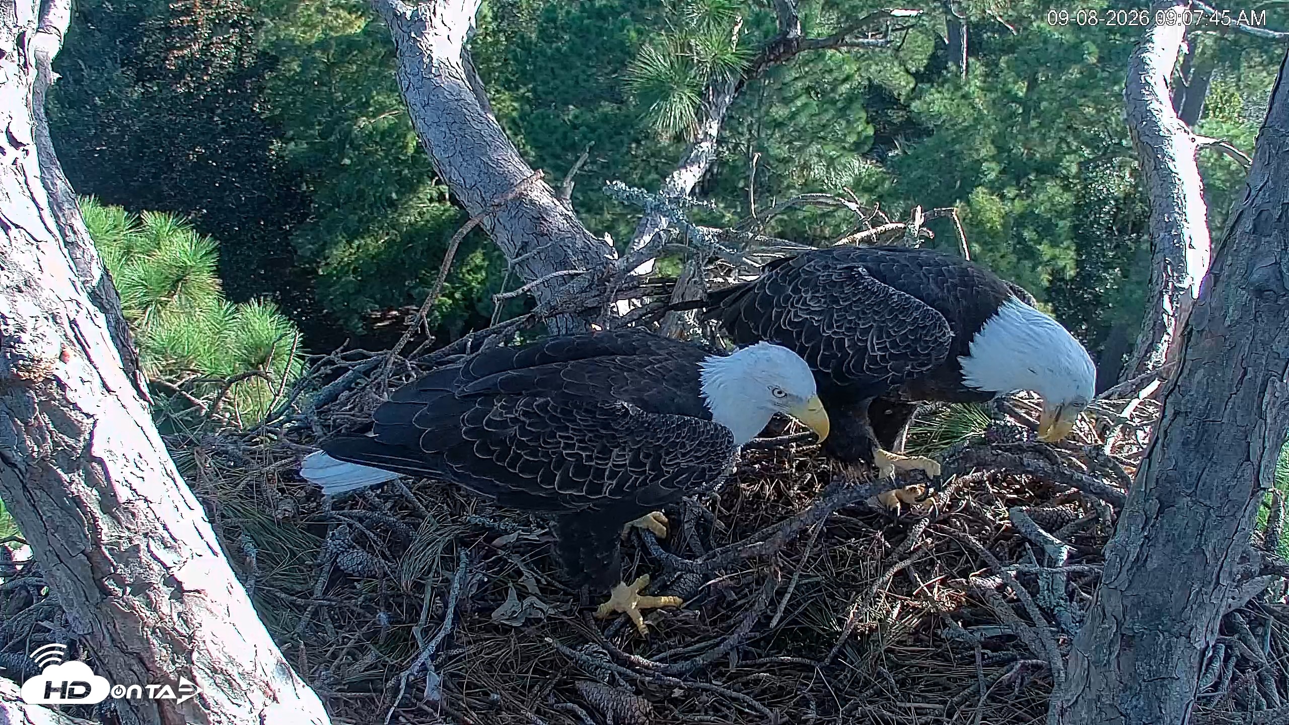 Snapshot of Hilton Head Island Eagles Live Webcam taken Sep 8, 2026, 9:08am EDT
