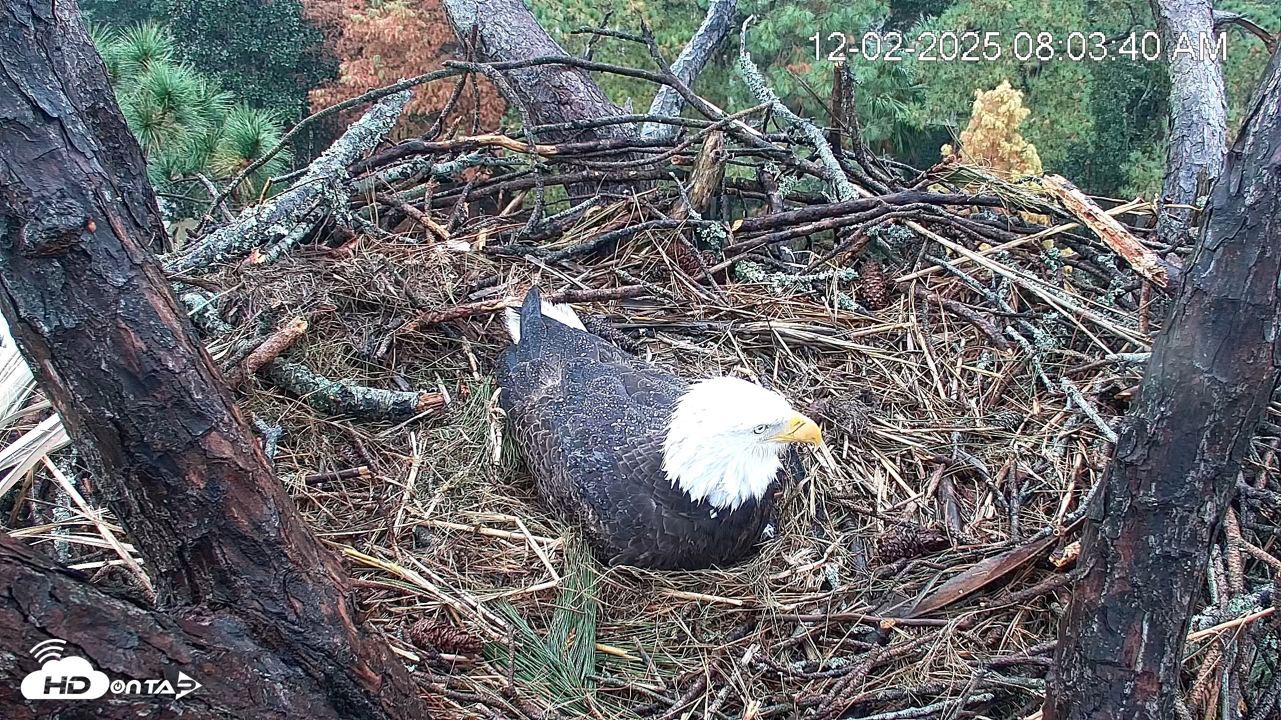 Snapshot of Hilton Head Island Eagles Live Webcam taken Dec 2, 2025, 8:04am EST