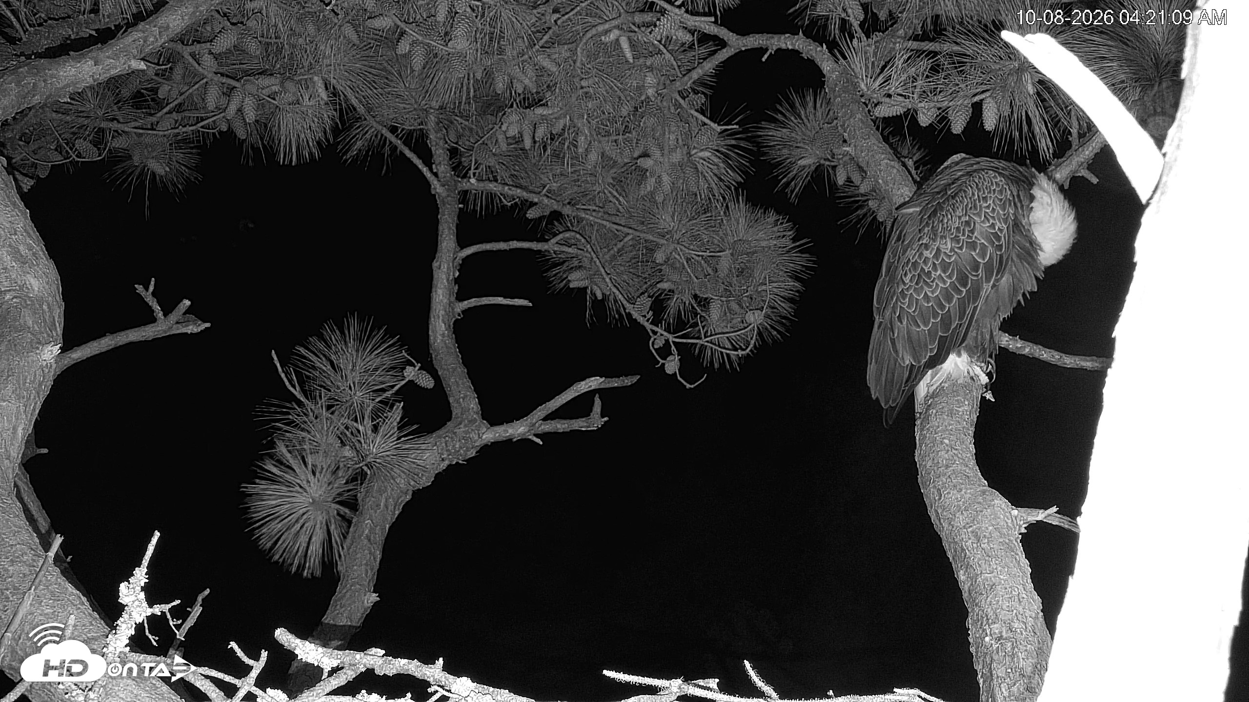 Snapshot of Hilton Head Island Eagles Live Webcam taken Oct 8, 2026, 4:22am EDT