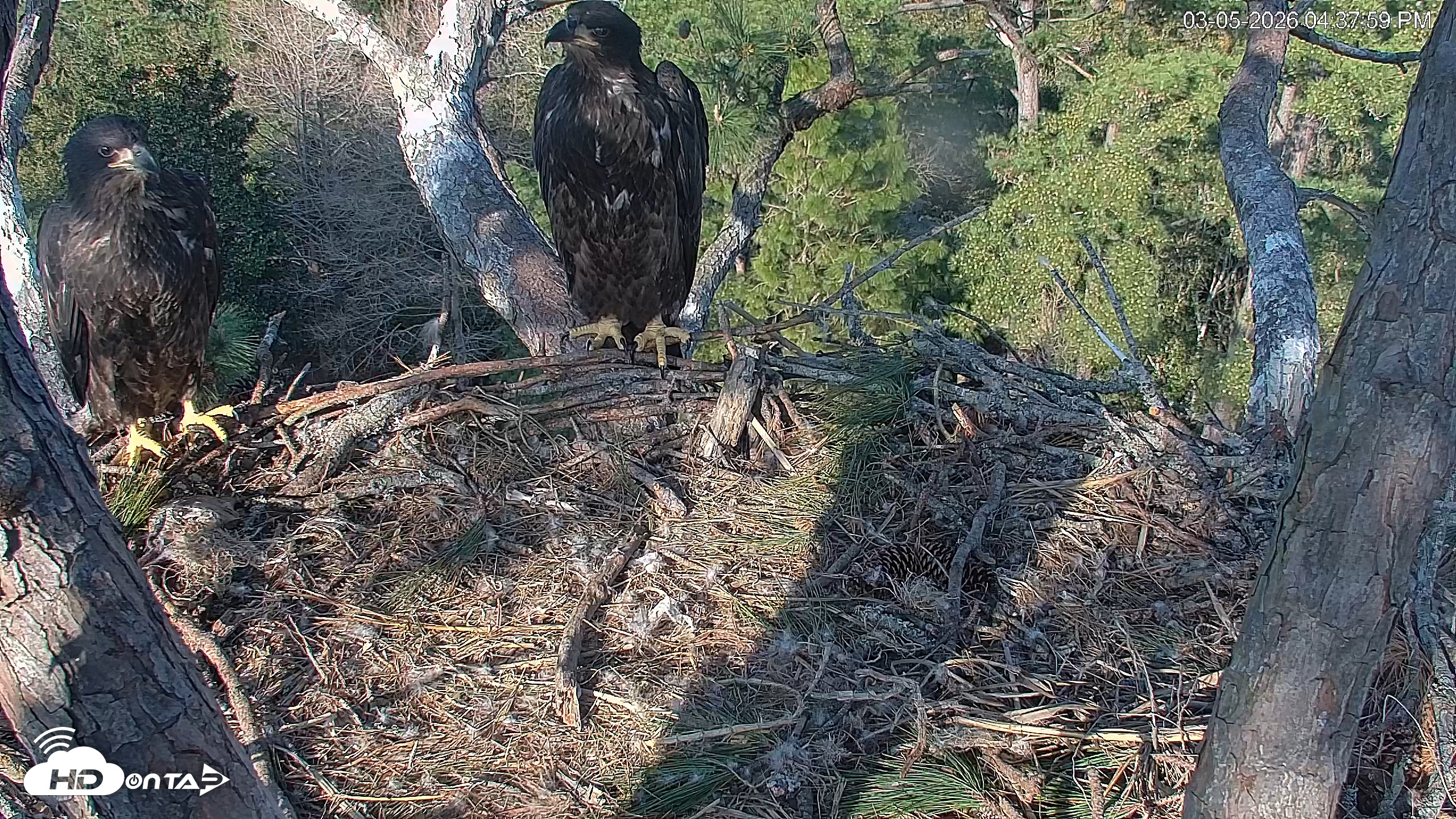 Snapshot of Hilton Head Island Eagles Live Webcam taken Mar 5, 2026, 4:38pm EST