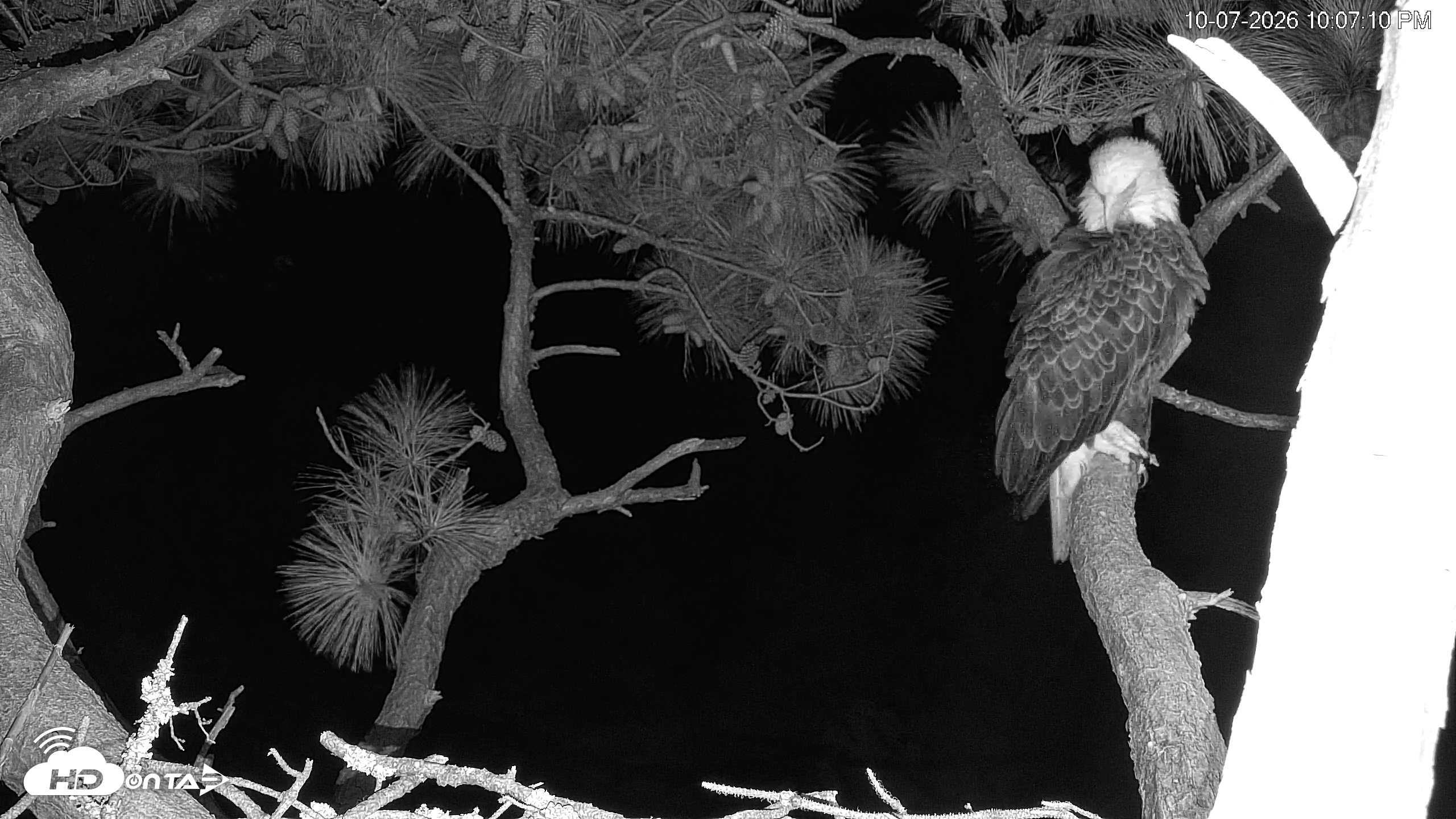 Snapshot of Hilton Head Island Eagles Live Webcam taken Oct 7, 2026, 10:07pm EDT