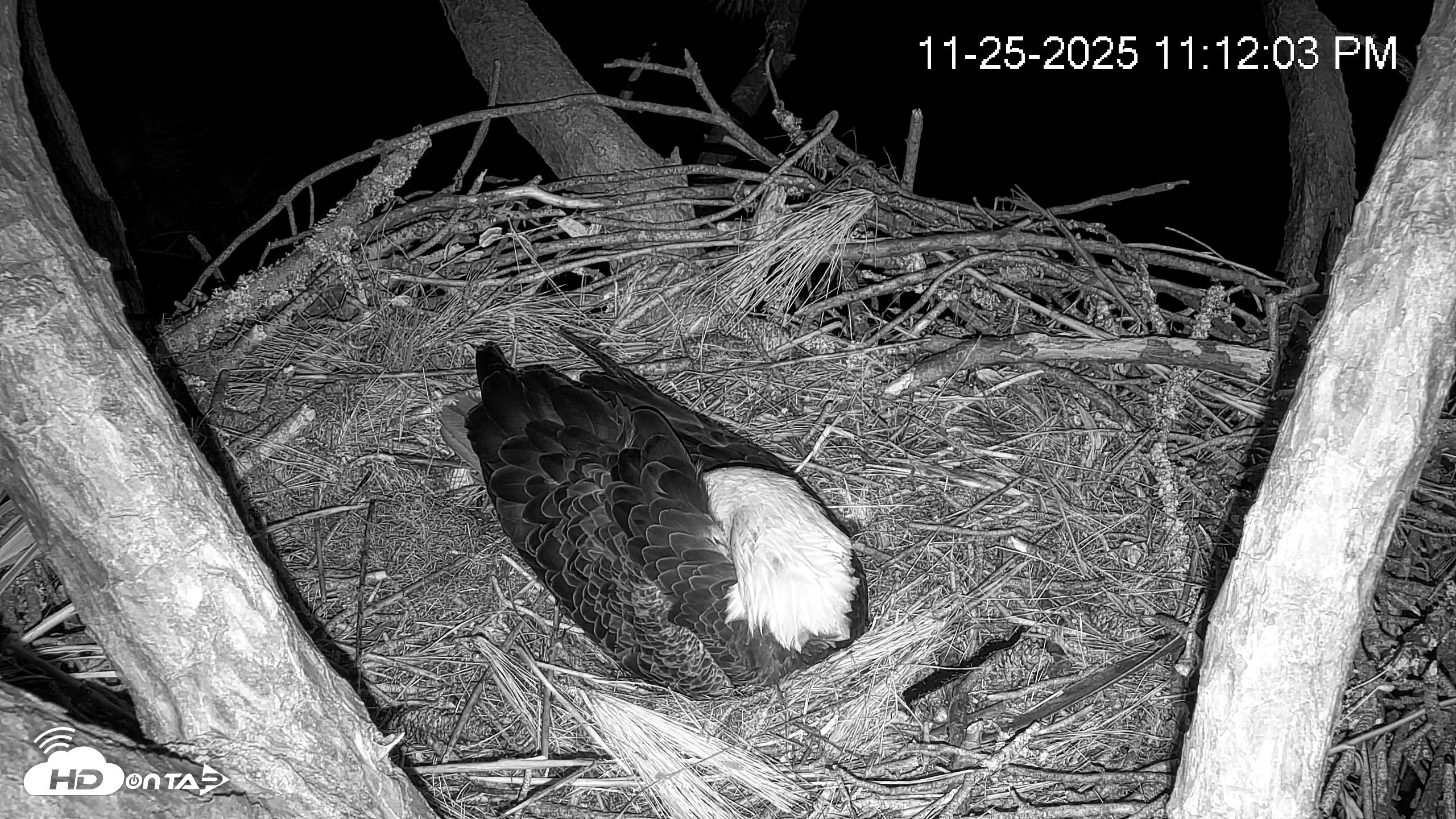 Snapshot of Hilton Head Island Eagles Live Webcam taken Nov 25, 2025, 11:12pm EST