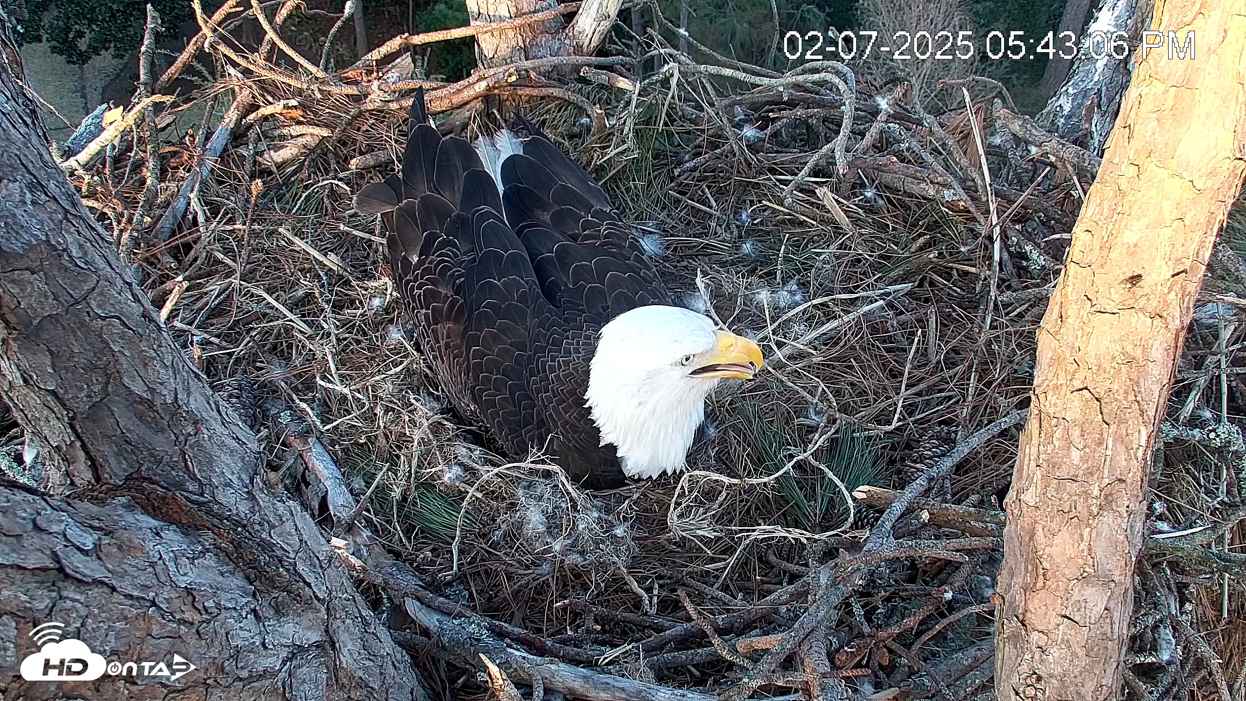 Snapshot of Hilton Head Island Eagles Live Webcam taken Feb 7, 2025, 5:43pm EST