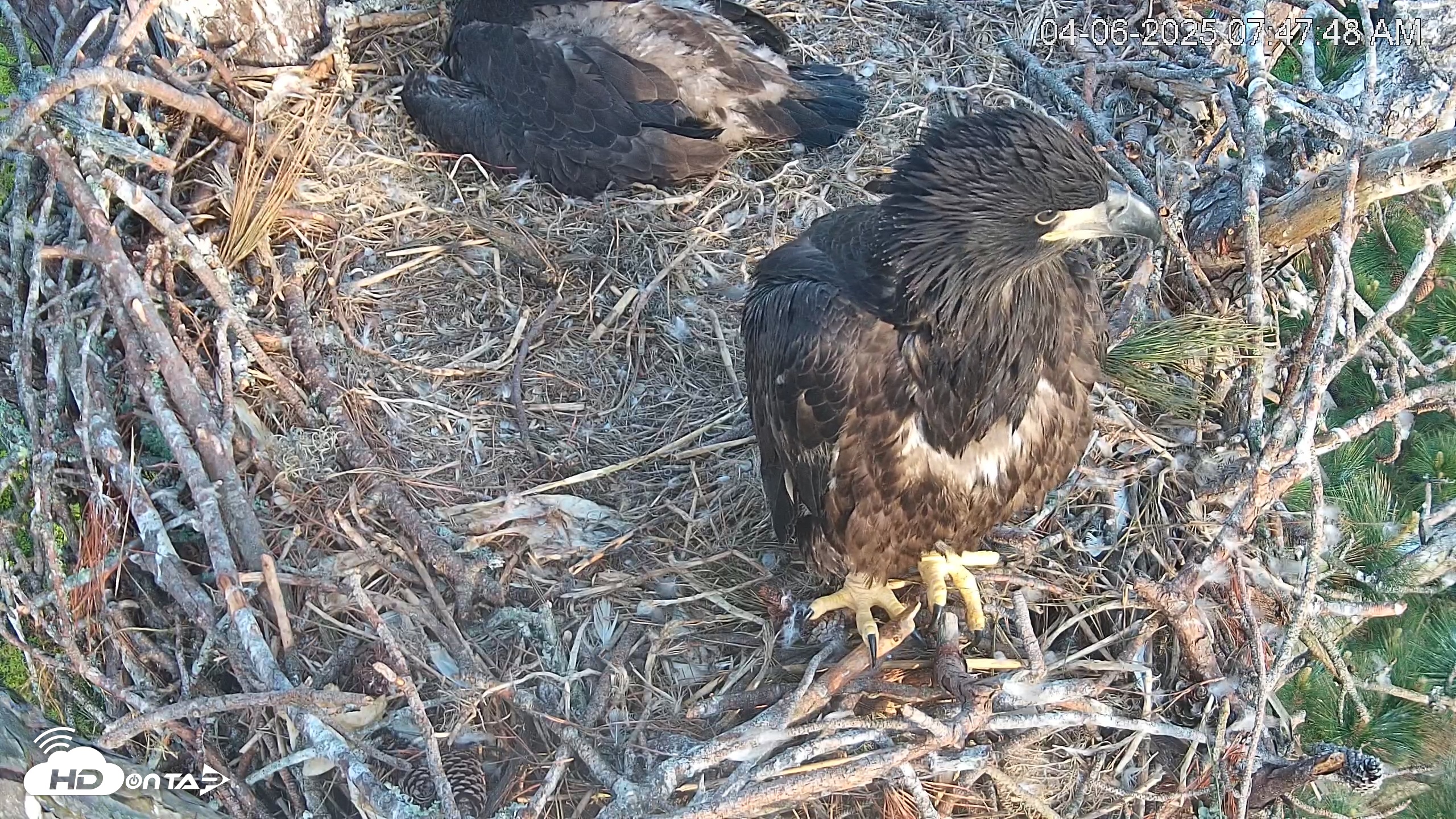 Snapshot of Hilton Head Island Eagles Live Webcam taken Apr 6, 2025, 7:48am EDT