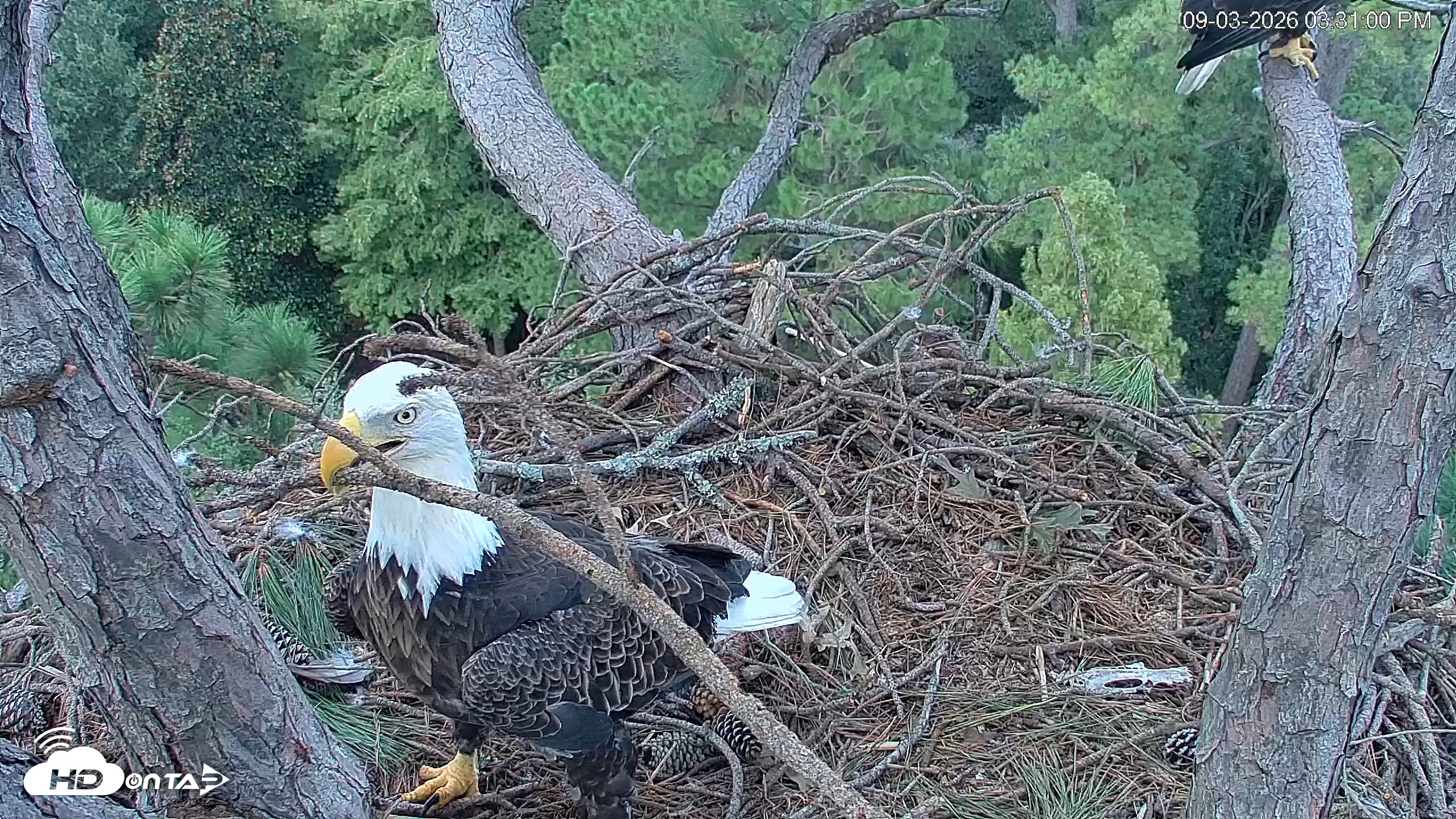 Snapshot of Hilton Head Island Eagles Live Webcam taken Sep 3, 2026, 3:31pm EDT