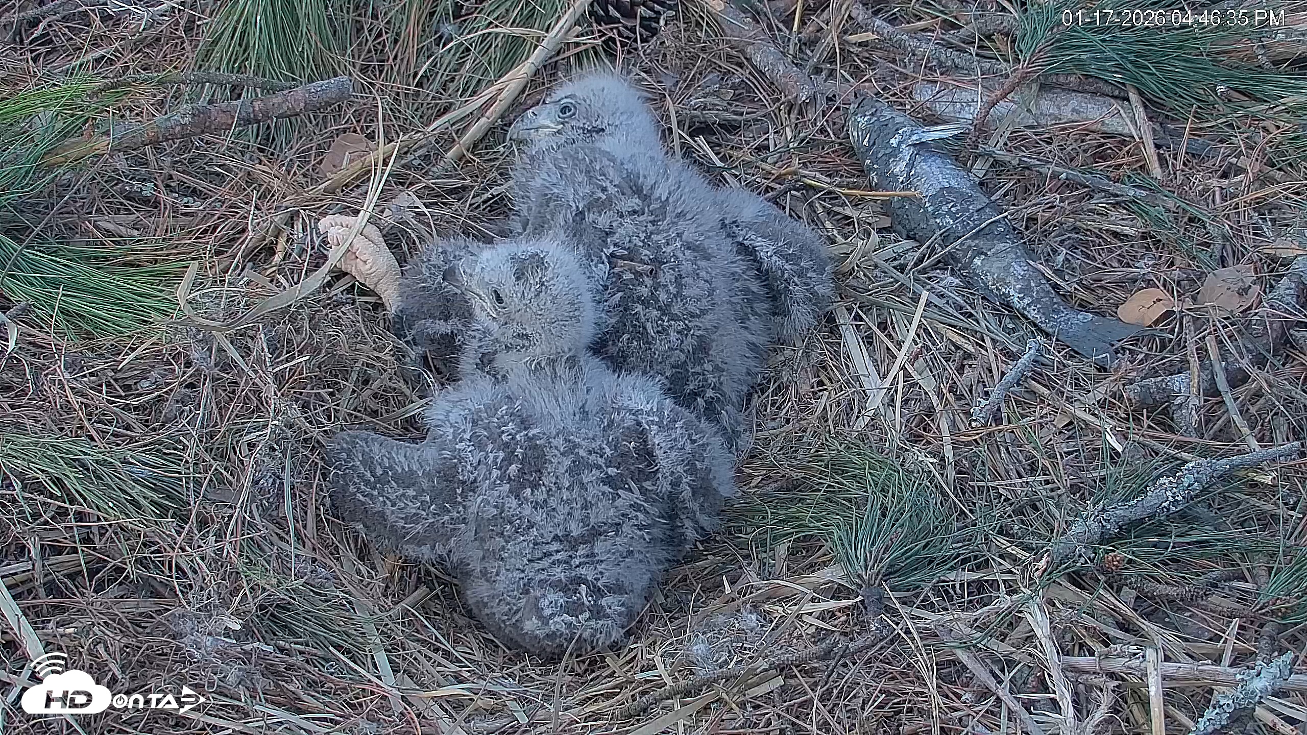 Snapshot of Hilton Head Island Eagles Live Webcam taken Jan 17, 2026, 4:47pm EST