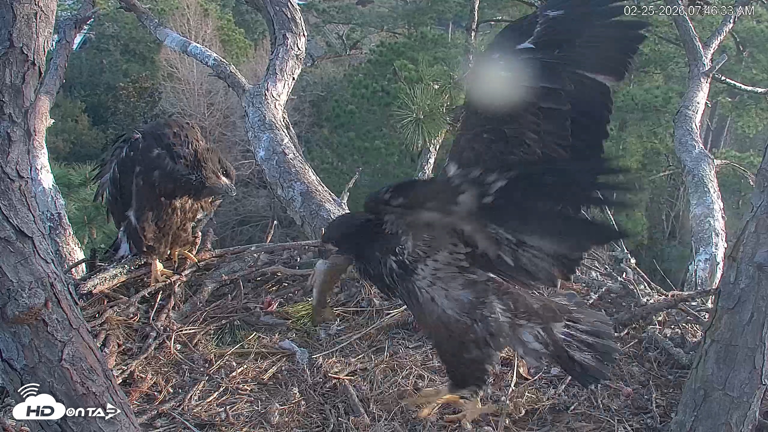 Snapshot of Hilton Head Island Eagles Live Webcam taken Feb 25, 2026, 7:48am EST