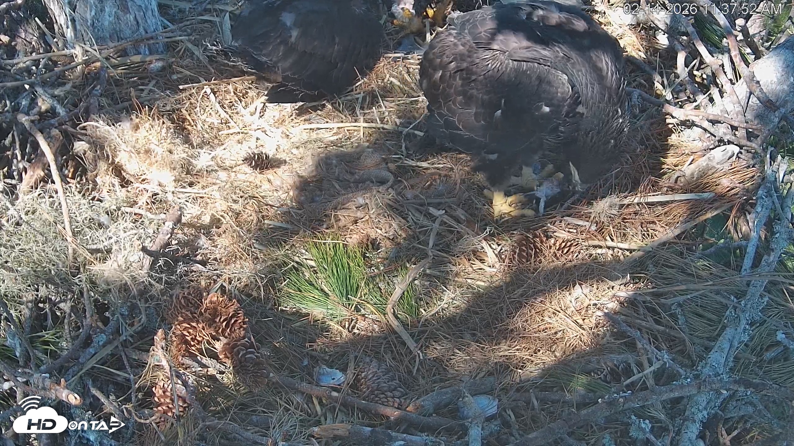 Snapshot of Hilton Head Island Eagles Live Webcam taken Feb 14, 2026, 11:38am EST