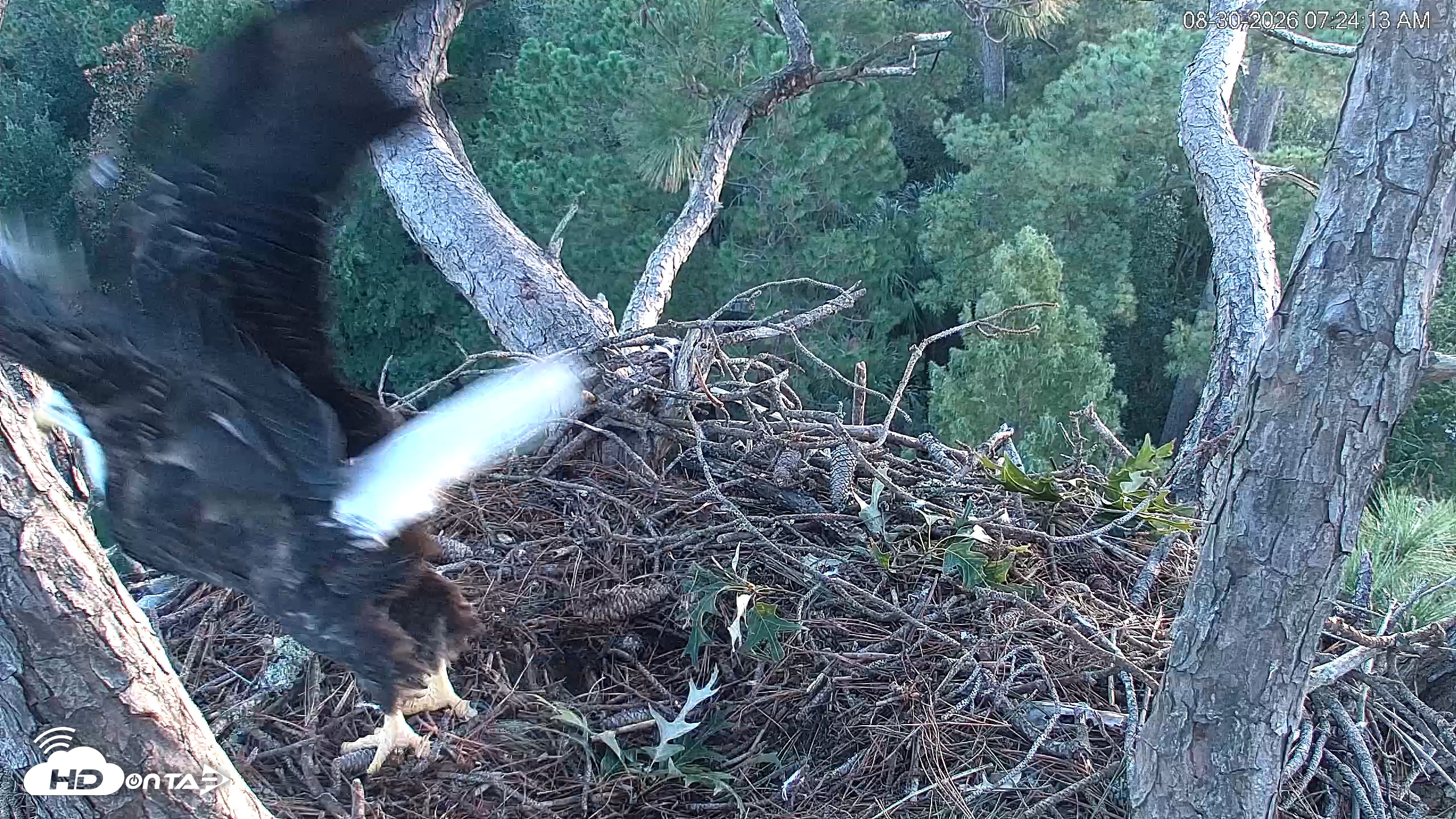 Snapshot of Hilton Head Island Eagles Live Webcam taken Aug 30, 2026, 7:24am EDT