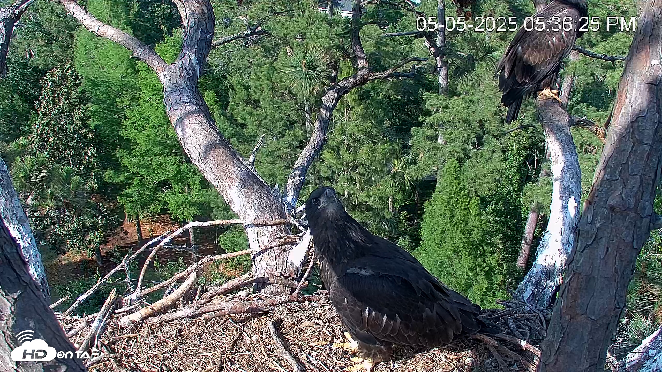 Snapshot of Hilton Head Island Eagles Live Webcam taken May 5, 2025, 5:36pm EDT