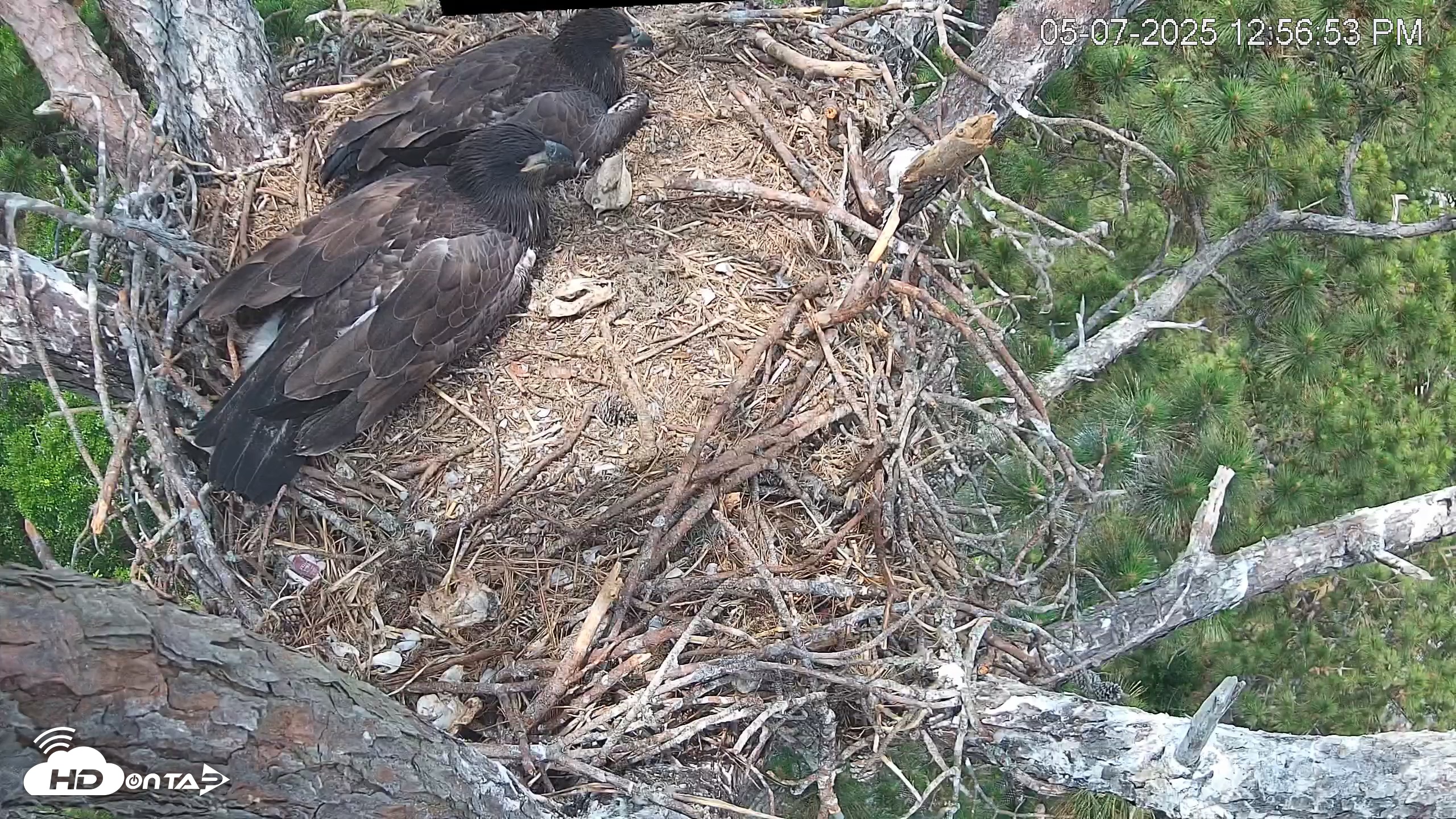 Snapshot of Hilton Head Island Eagles Live Webcam taken May 7, 2025, 12:57pm EDT