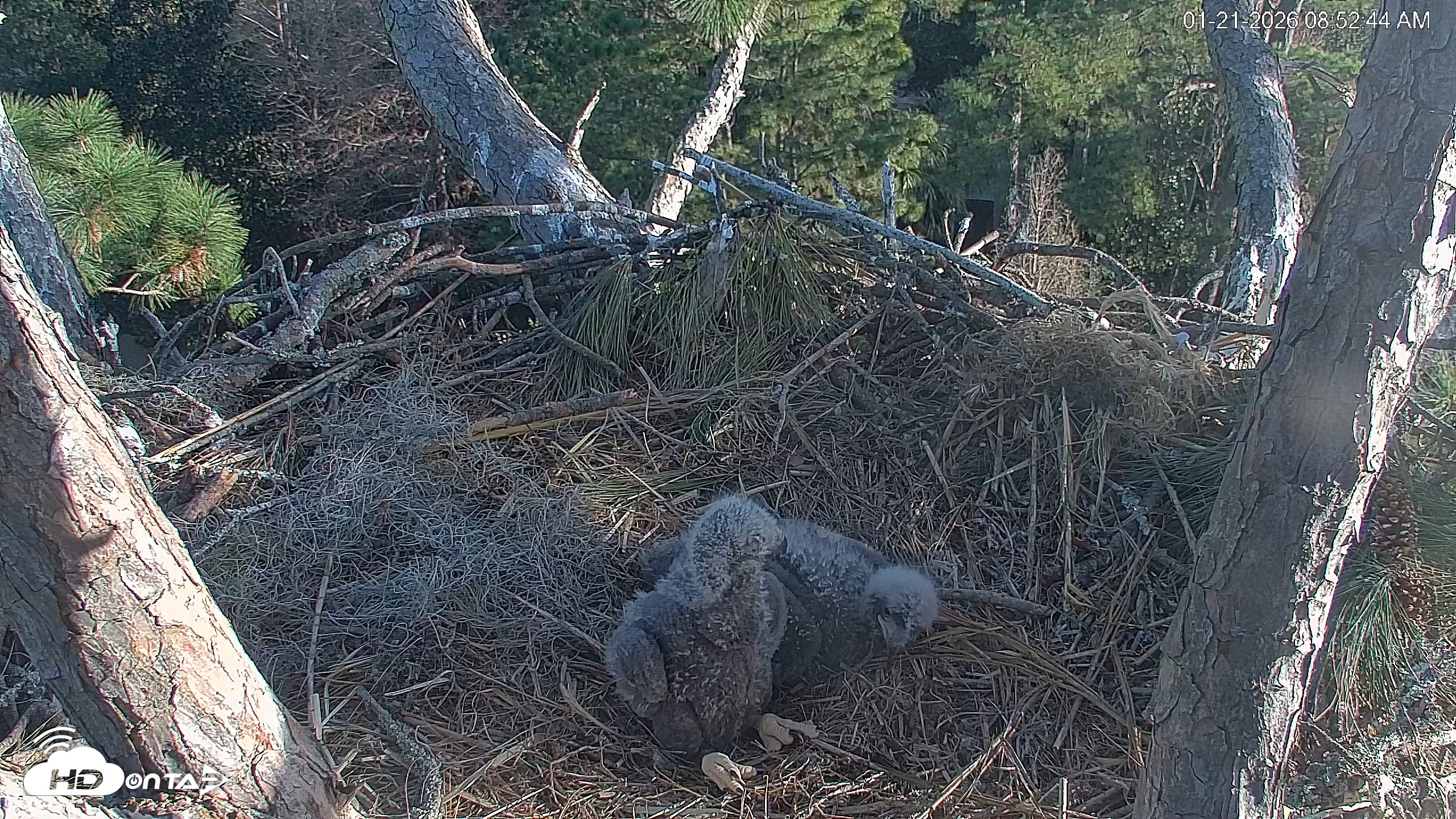 Snapshot of Hilton Head Island Eagles Live Webcam taken Jan 21, 2026, 8:53am EST